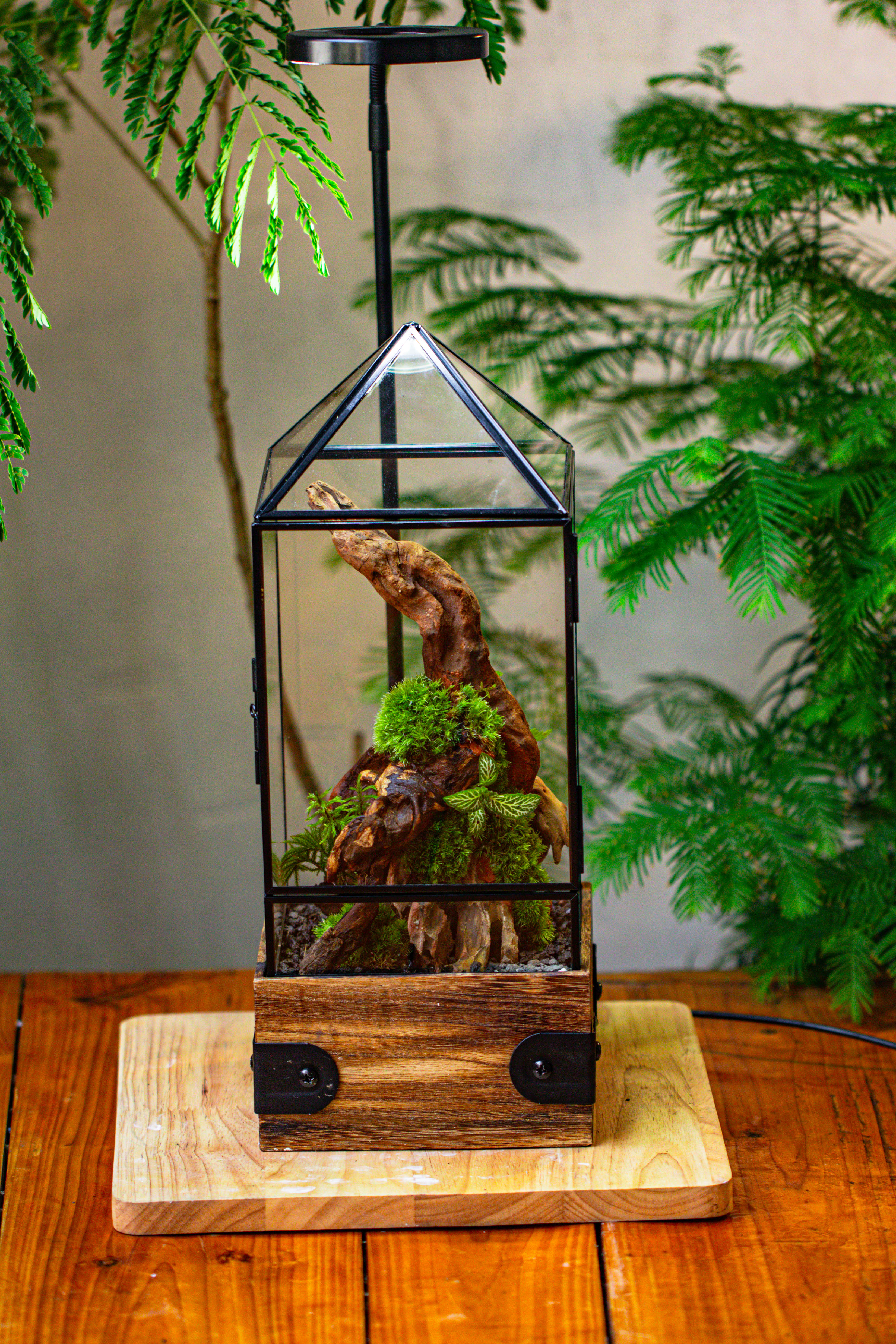 Handmade Glass Terrarium with Wood Base, Pyramid Shape Planter with Door, with LED Acrylic Lamp Base for Plants, Moss Landscapes, Plant Lover Gift - NCYPgarden