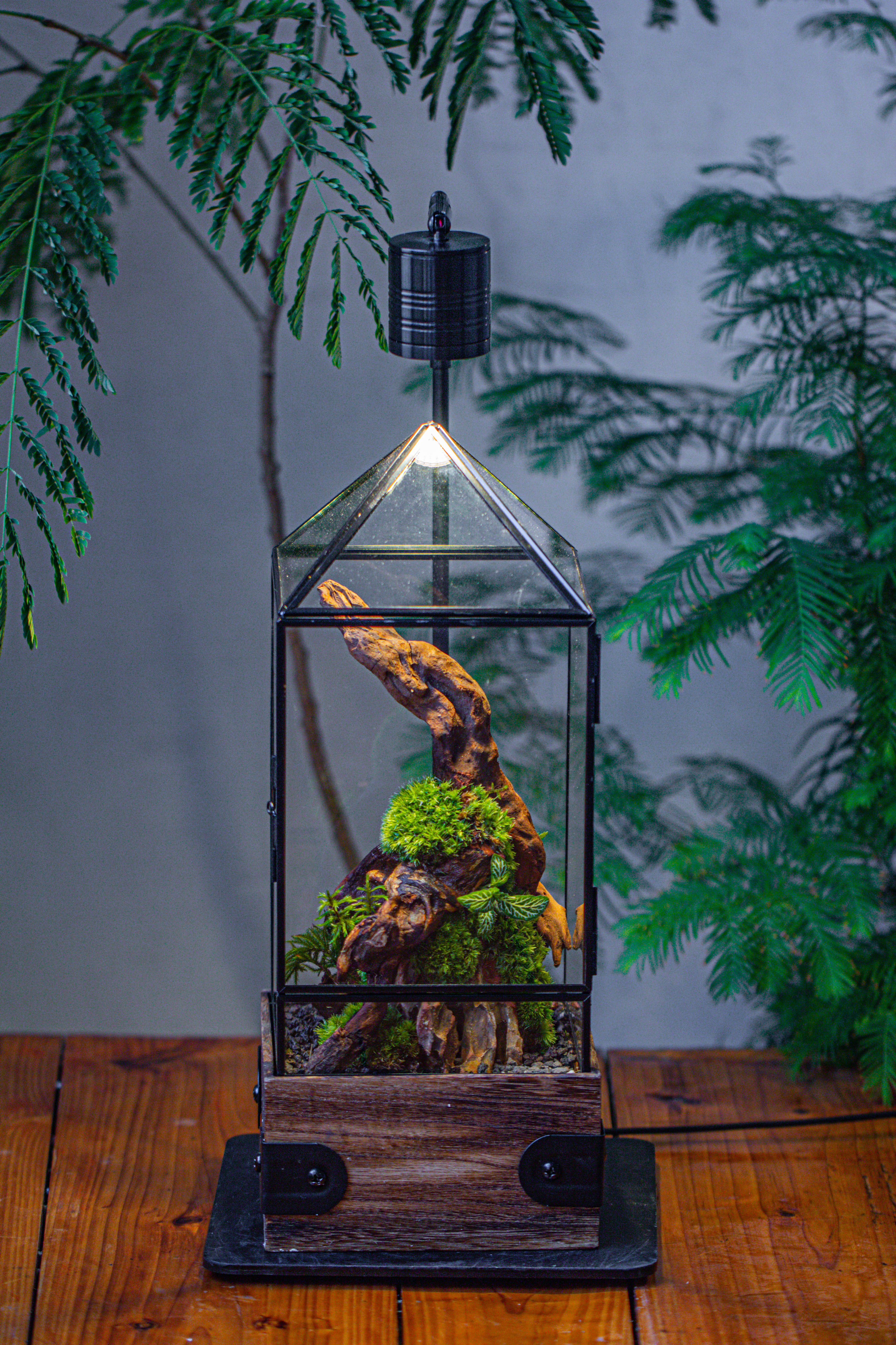 Handmade Glass Terrarium with Wood Base, Pyramid Shape Planter with Door, with LED Acrylic Lamp Base for Plants, Moss Landscapes, Plant Lover Gift - NCYPgarden
