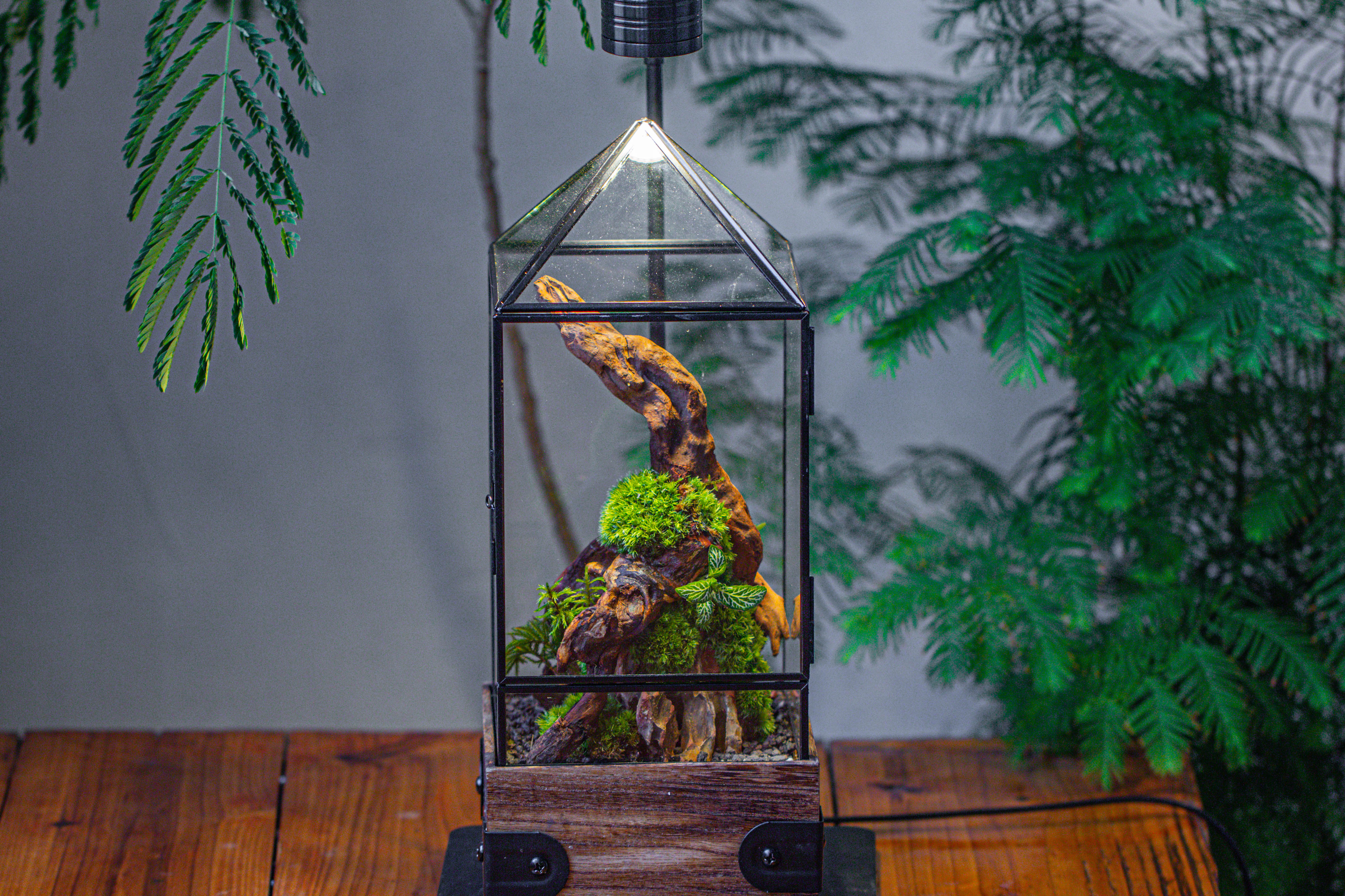 Handmade Glass Terrarium with Wood Base, Pyramid Shape Planter with Door, with LED Acrylic Lamp Base for Plants, Moss Landscapes, Plant Lover Gift - NCYPgarden