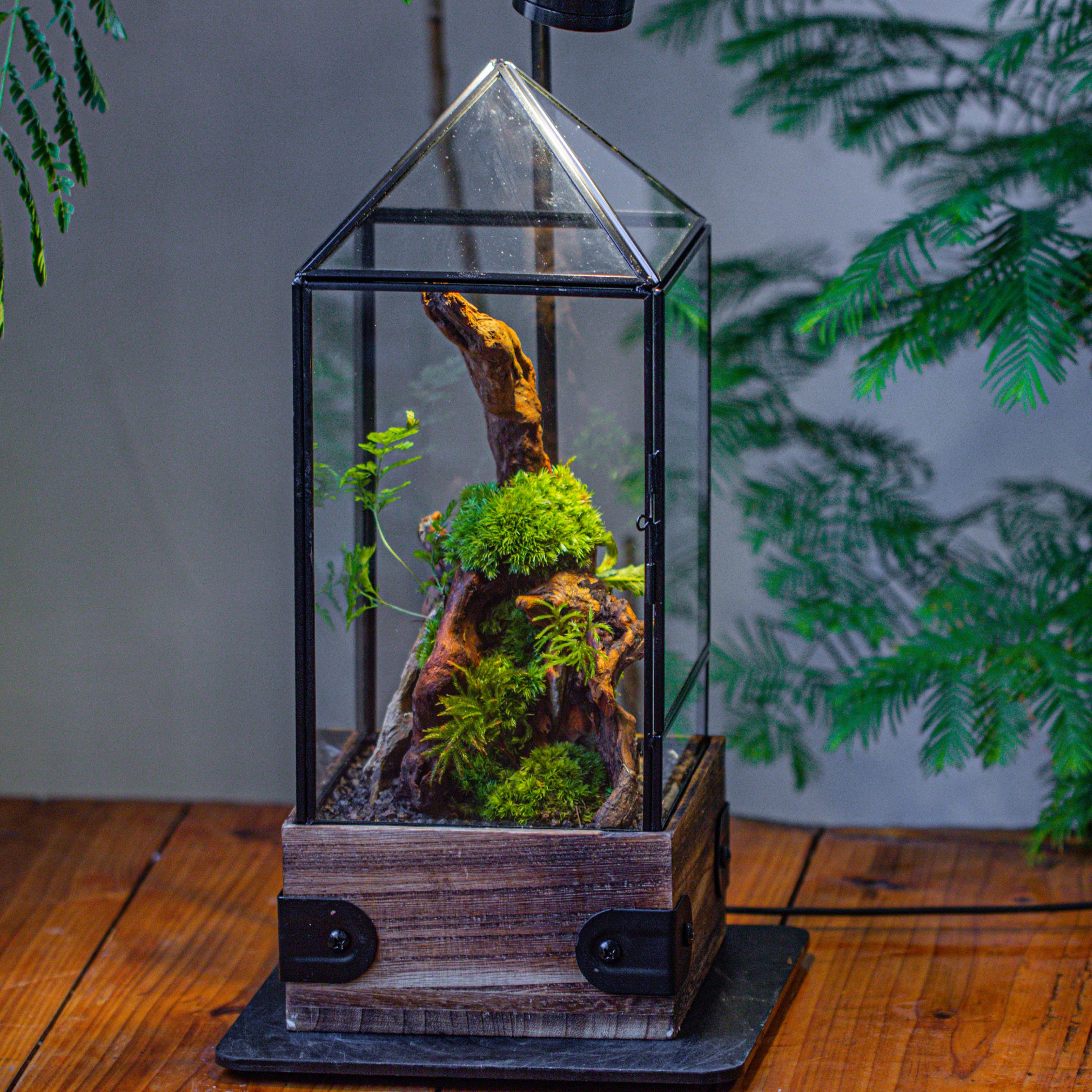 Handmade Glass Terrarium with Wood Base, Pyramid Shape Planter with Door, with LED Acrylic Lamp Base for Plants, Moss Landscapes, Plant Lover Gift - NCYPgarden