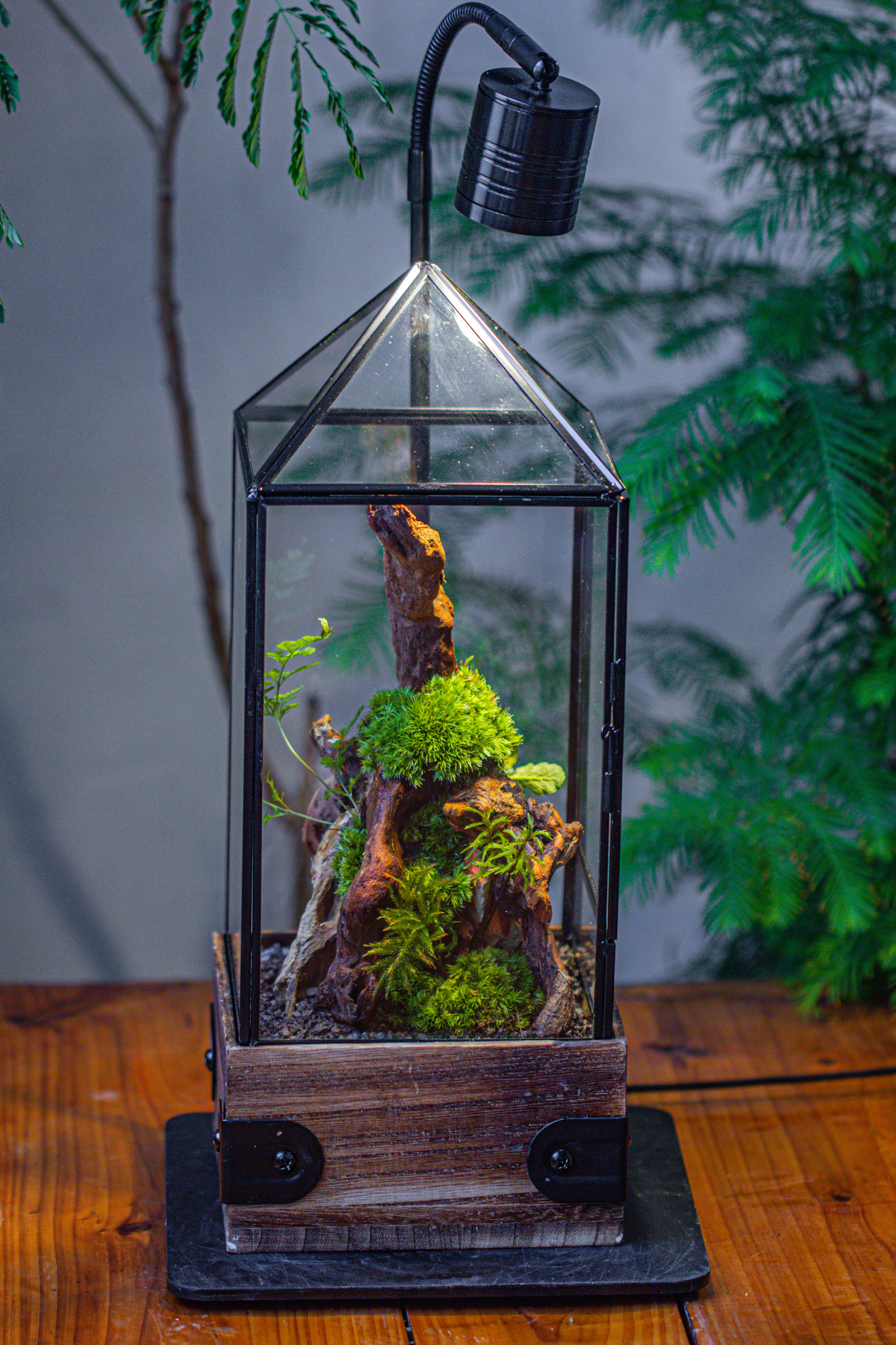 Handmade Glass Terrarium with Wood Base, Pyramid Shape Planter with Door, with LED Acrylic Lamp Base for Plants, Moss Landscapes, Plant Lover Gift - NCYPgarden
