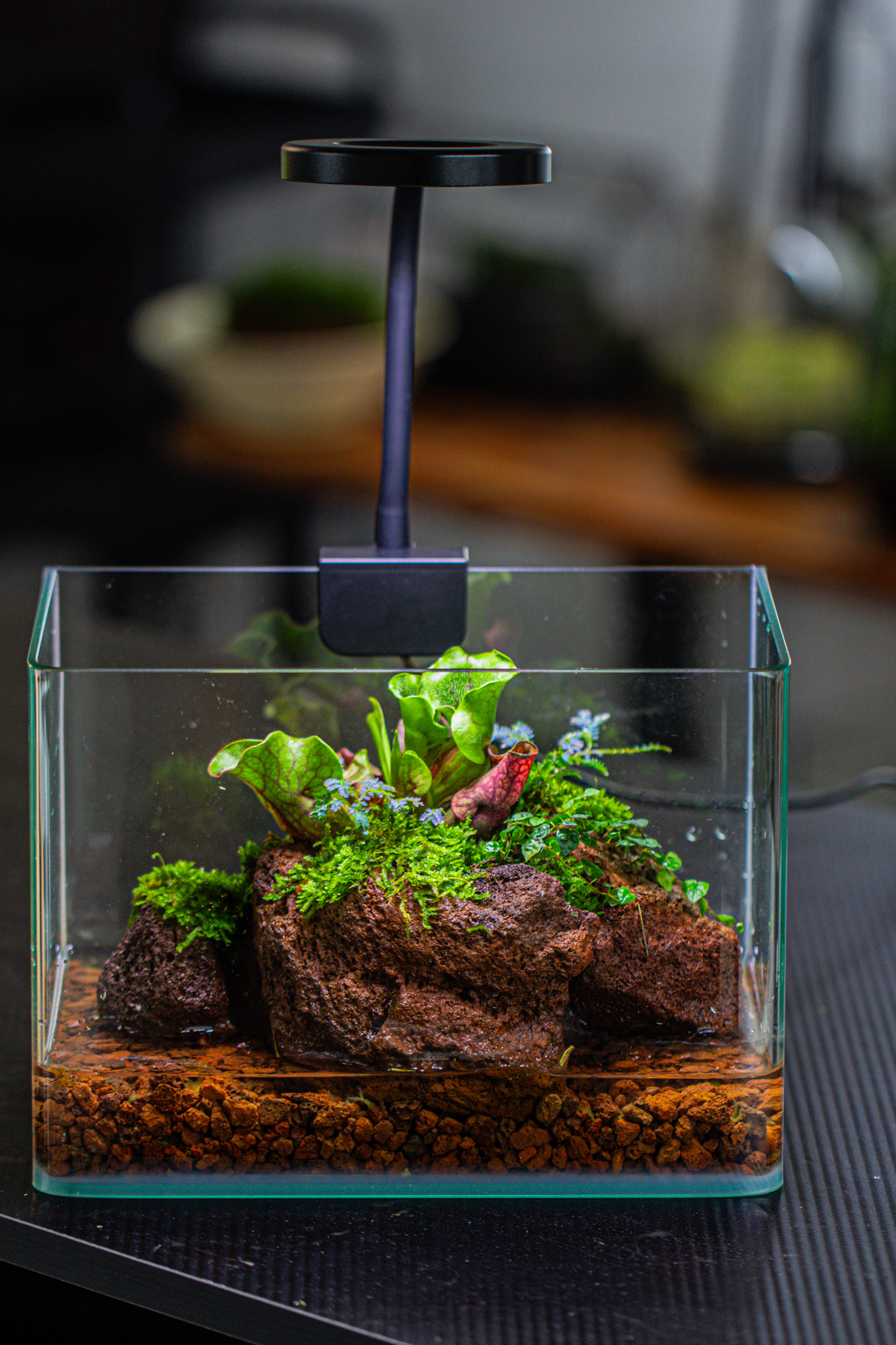 Open Bog Terrarium with LED Building DIY Set for Carnivorous Plants: Pitcher - NCYPgarden