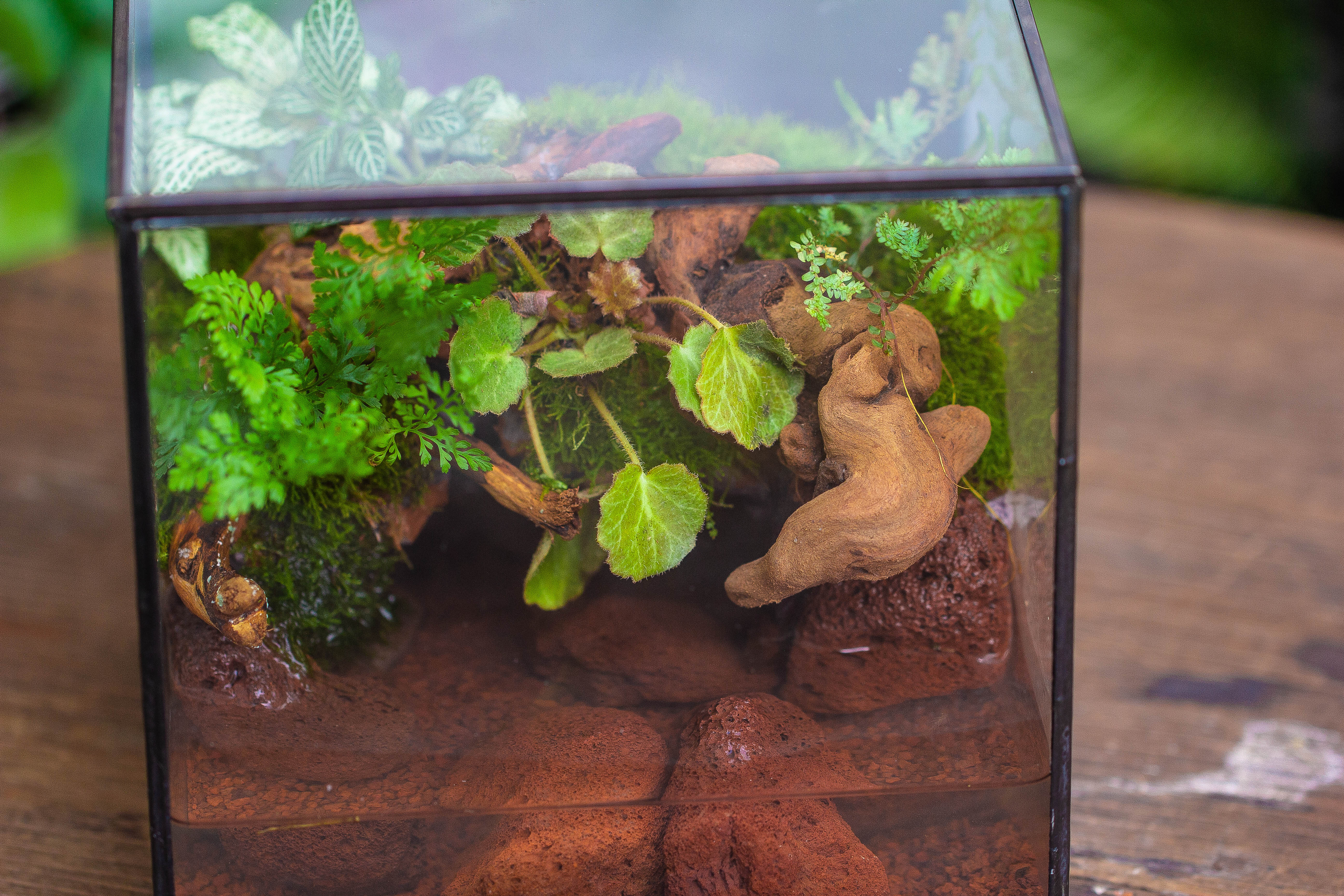 NCYP Watertight Close Cube 7" Geometric Glass Tin Terrarium, for small waterpond, moss landscape, Live Miniature, water pond, landscape - NCYPgarden