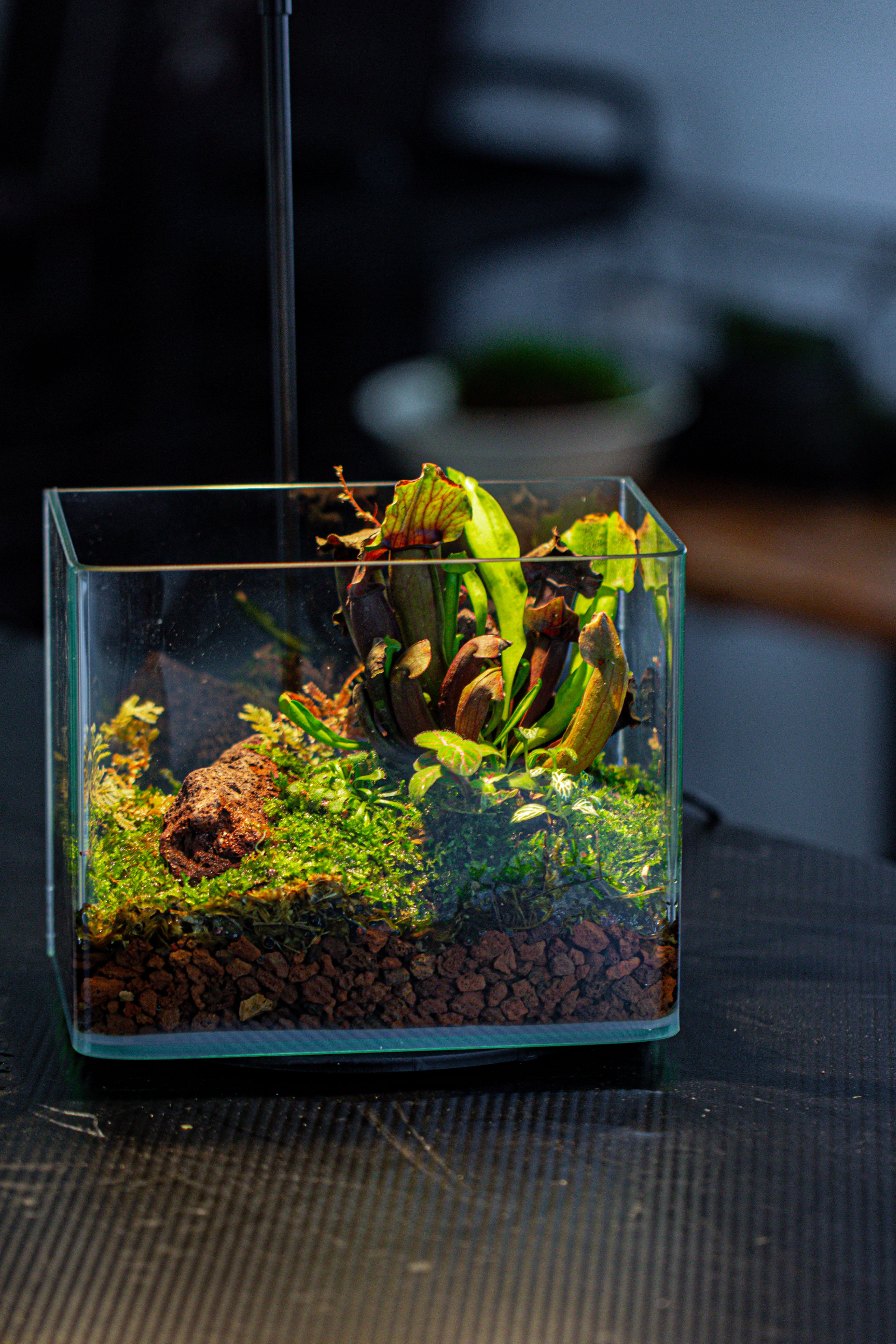 WaterTight Curved Glass Terrarium with Grow Lamp for Tropical Bog Plants - NCYPgarden