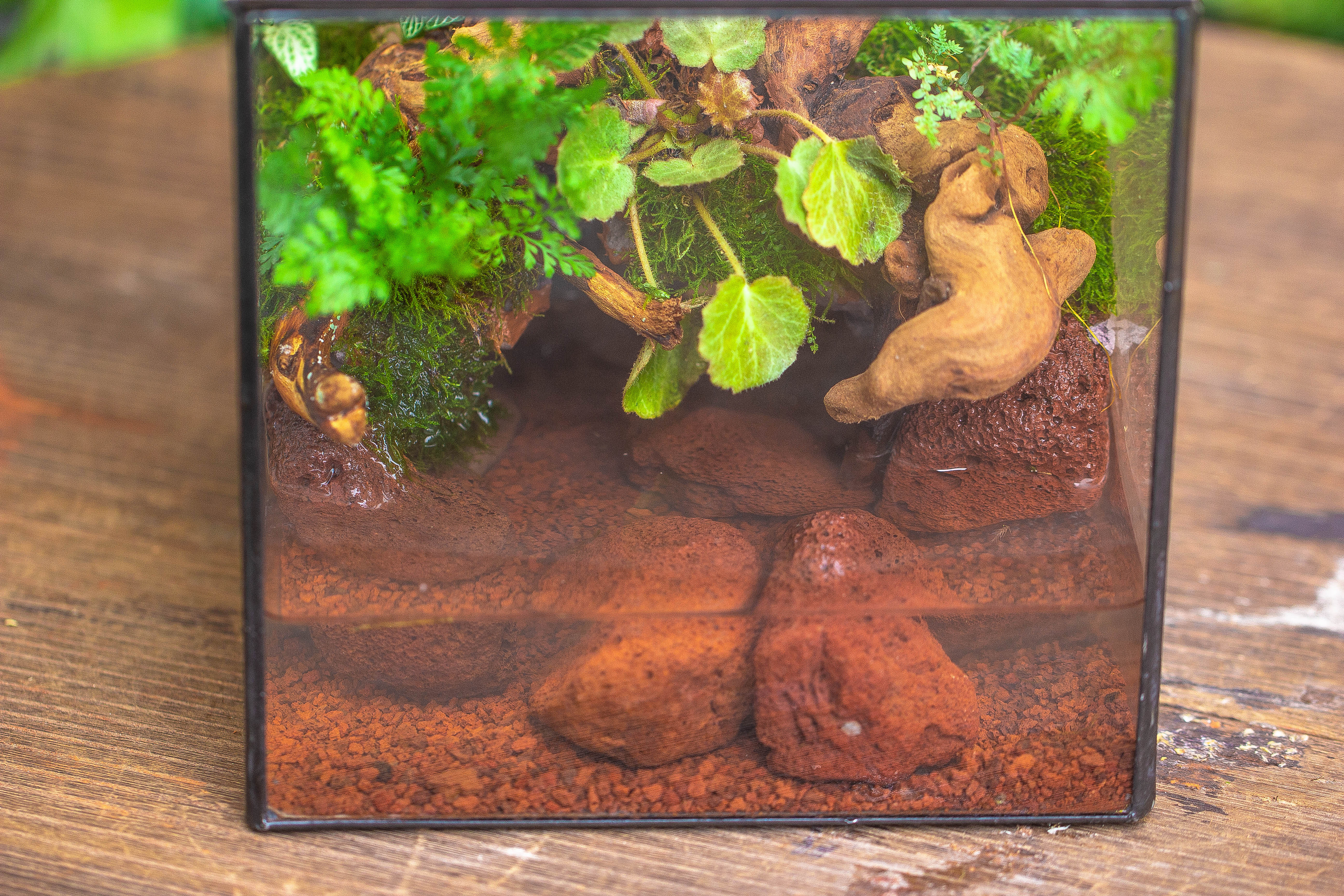 NCYP Watertight Close Cube 7" Geometric Glass Tin Terrarium, for small waterpond, moss landscape, Live Miniature, water pond, landscape - NCYPgarden