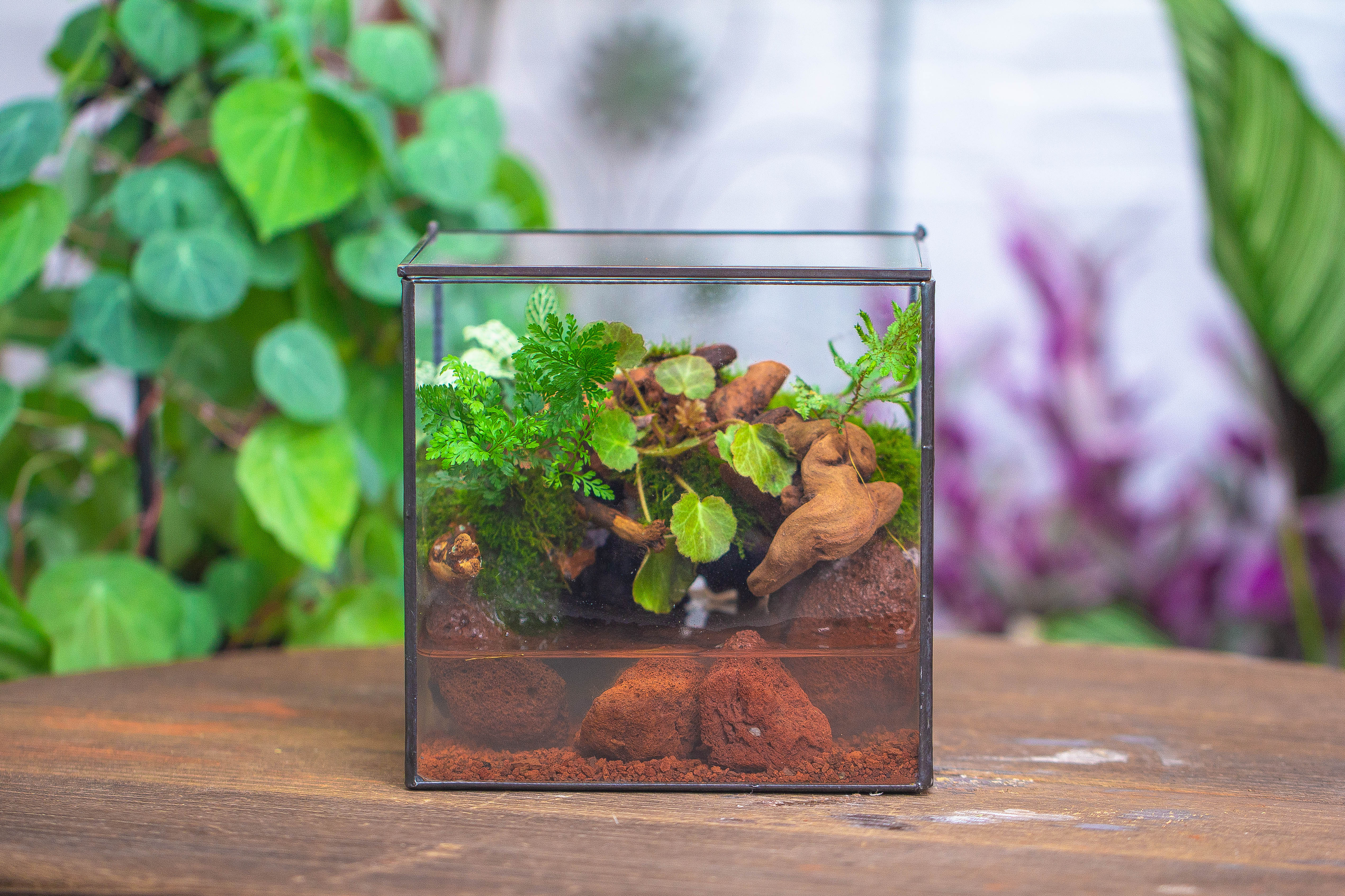NCYP Watertight Close Cube 7" Geometric Glass Tin Terrarium, for small waterpond, moss landscape, Live Miniature, water pond, landscape - NCYPgarden