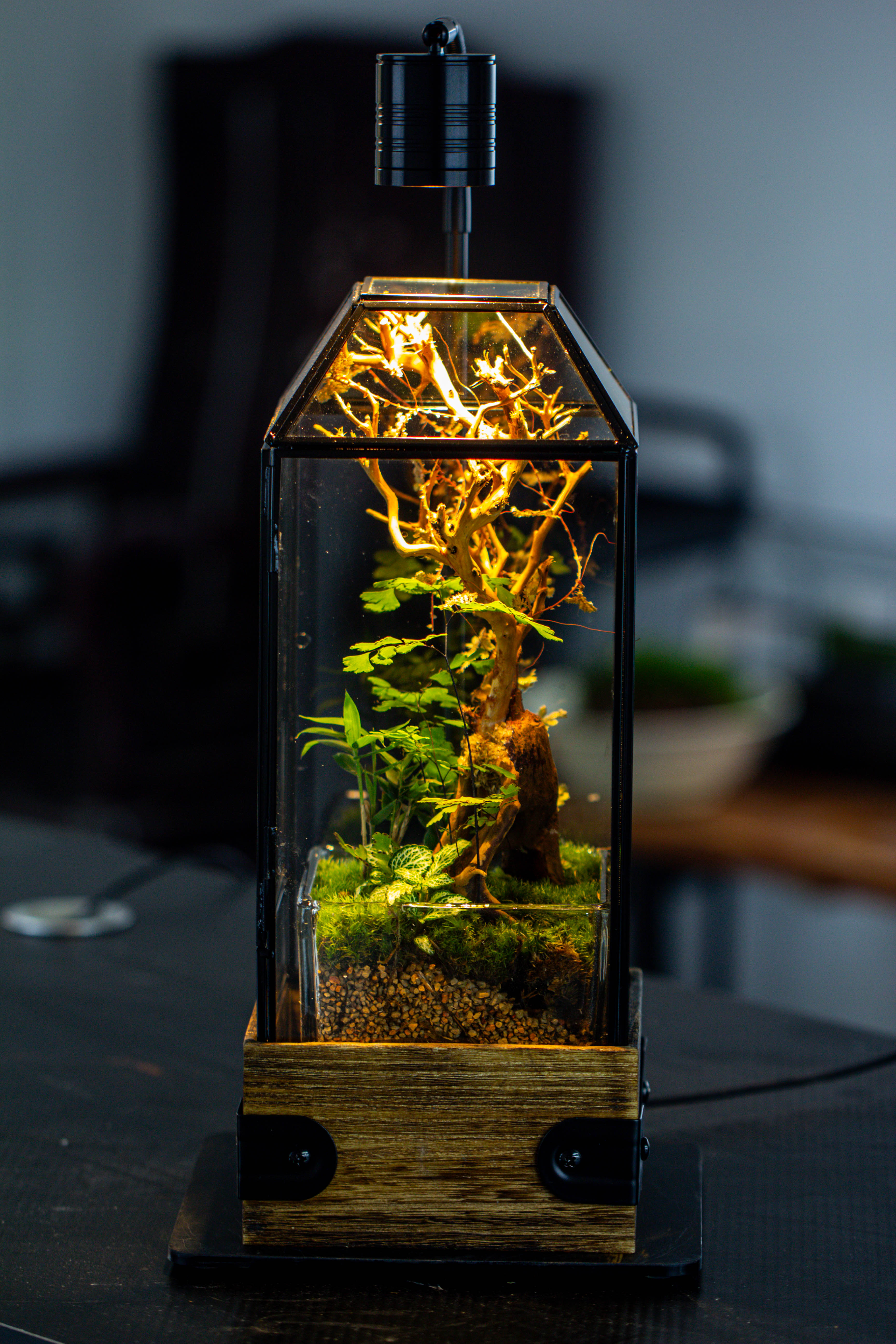 Handmade Glass Terrarium with Wood Base, Geometric Jumping Spider Enclosure, with Mesh Vent, for Plants, Snail, Insects - NCYPgarden