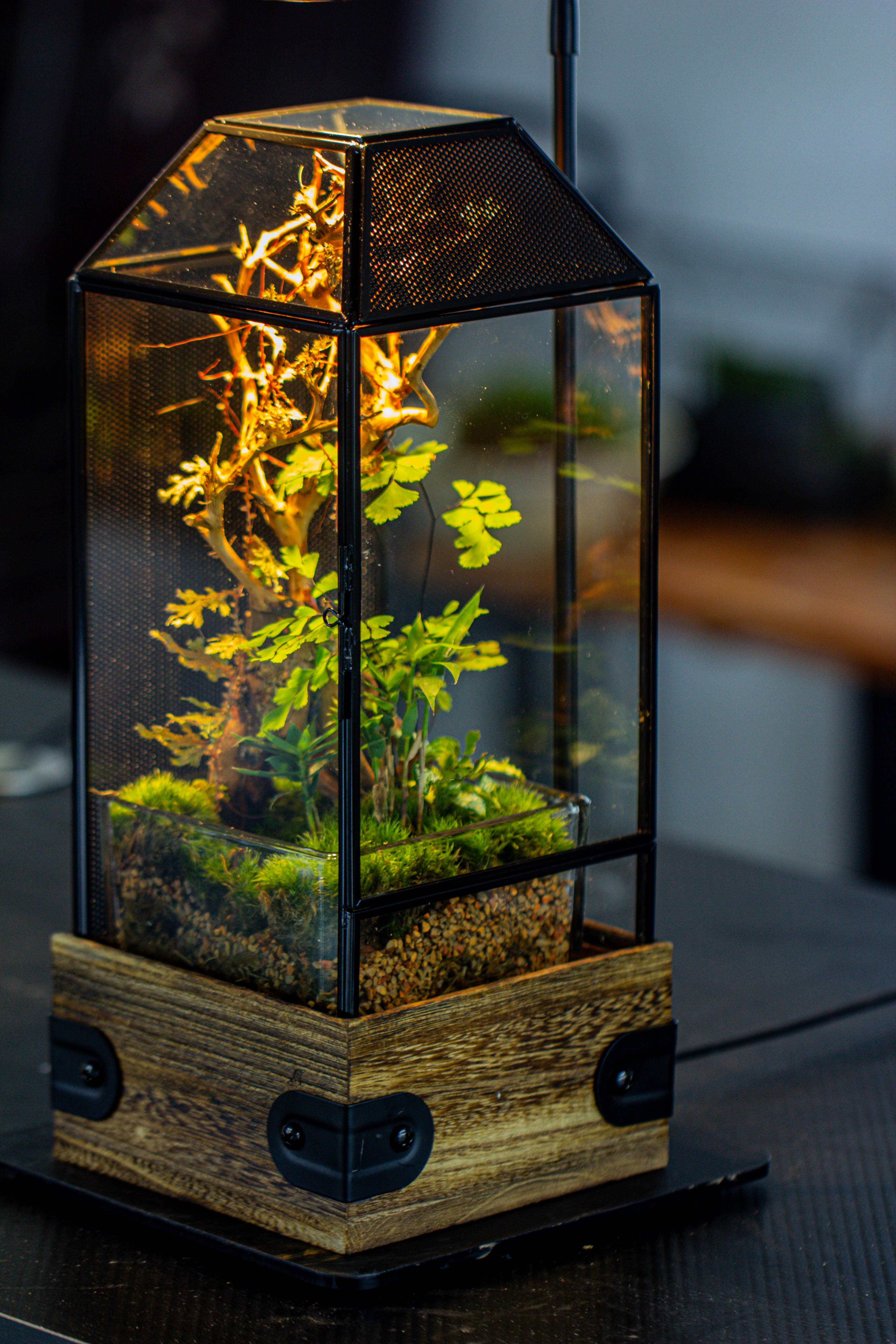 Handmade Glass Terrarium with Wood Base, Geometric Jumping Spider Enclosure, with Mesh Vent, for Plants, Snail, Insects - NCYPgarden