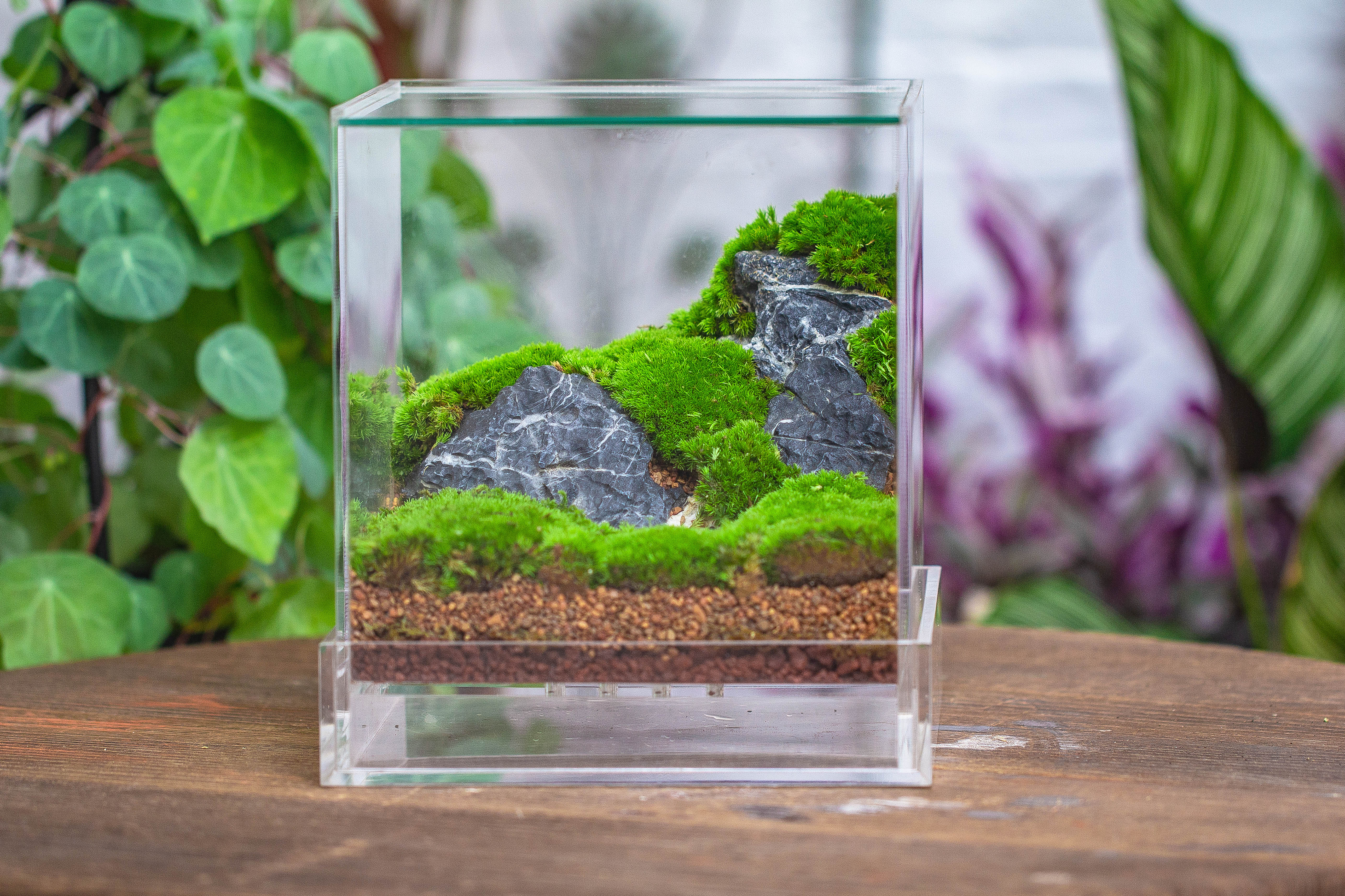 NCYP Acrylic Close terrarium with drainage bottom, suits for Fly Trap, Pitcher Plants, Moss Ball, Nursery, Small tropical Plants - NCYPgarden