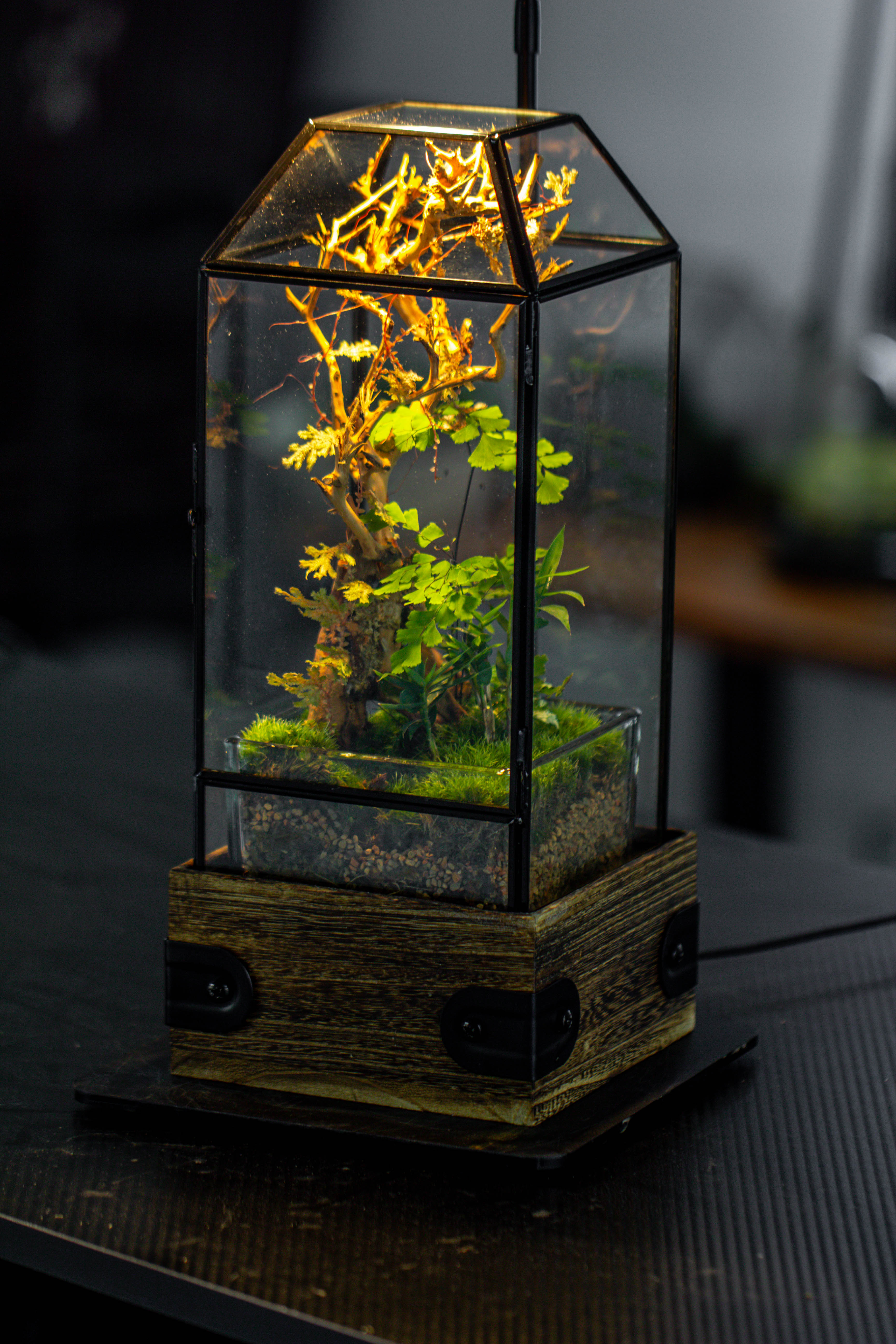 Handmade Glass Terrarium with Wood Base, Geometric Jumping Spider Enclosure, with Mesh Vent, for Plants, Snail, Insects - NCYPgarden