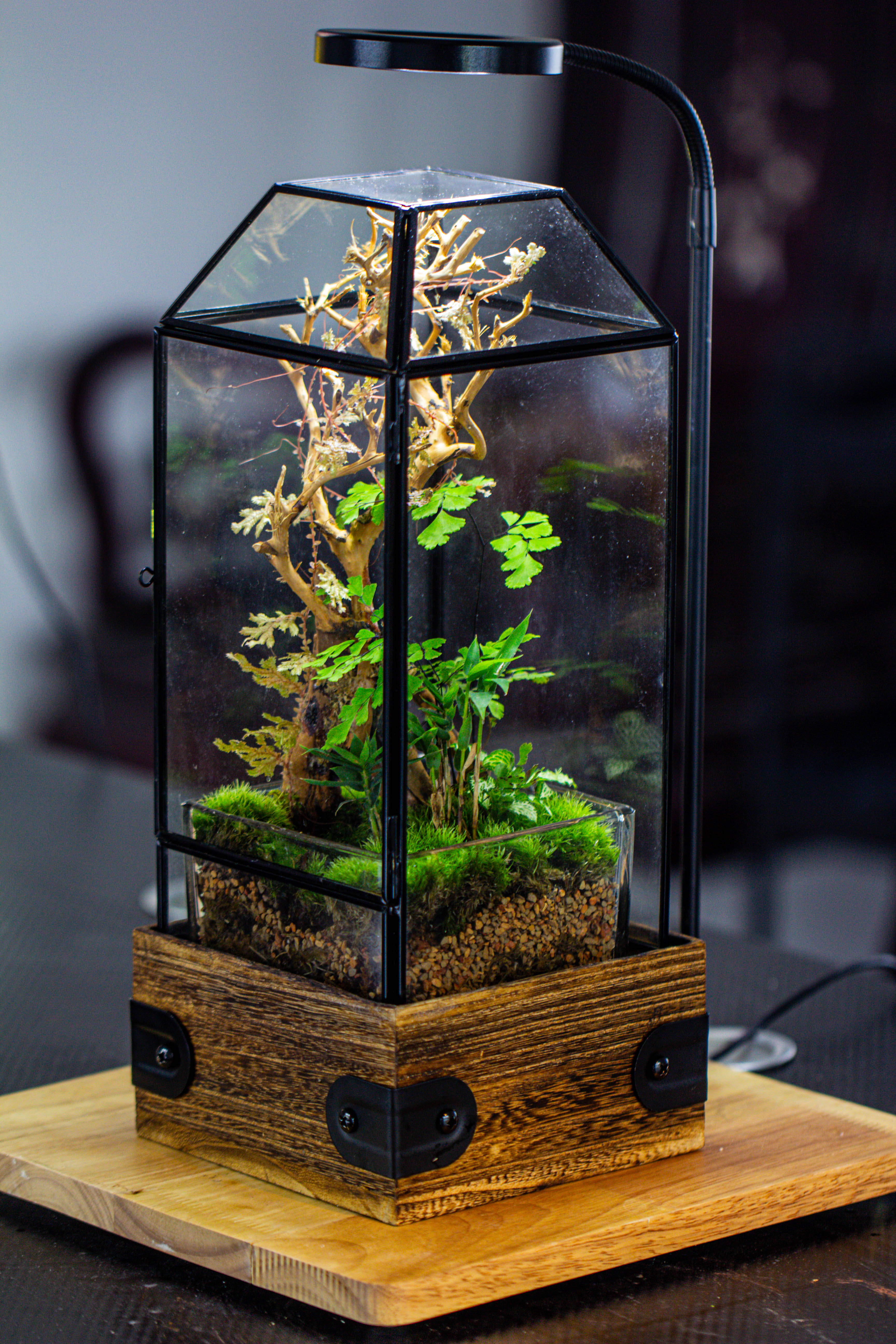 Handmade Glass Terrarium with Wood Base, Geometric Jumping Spider Enclosure, with Mesh Vent, for Plants, Snail, Insects - NCYPgarden