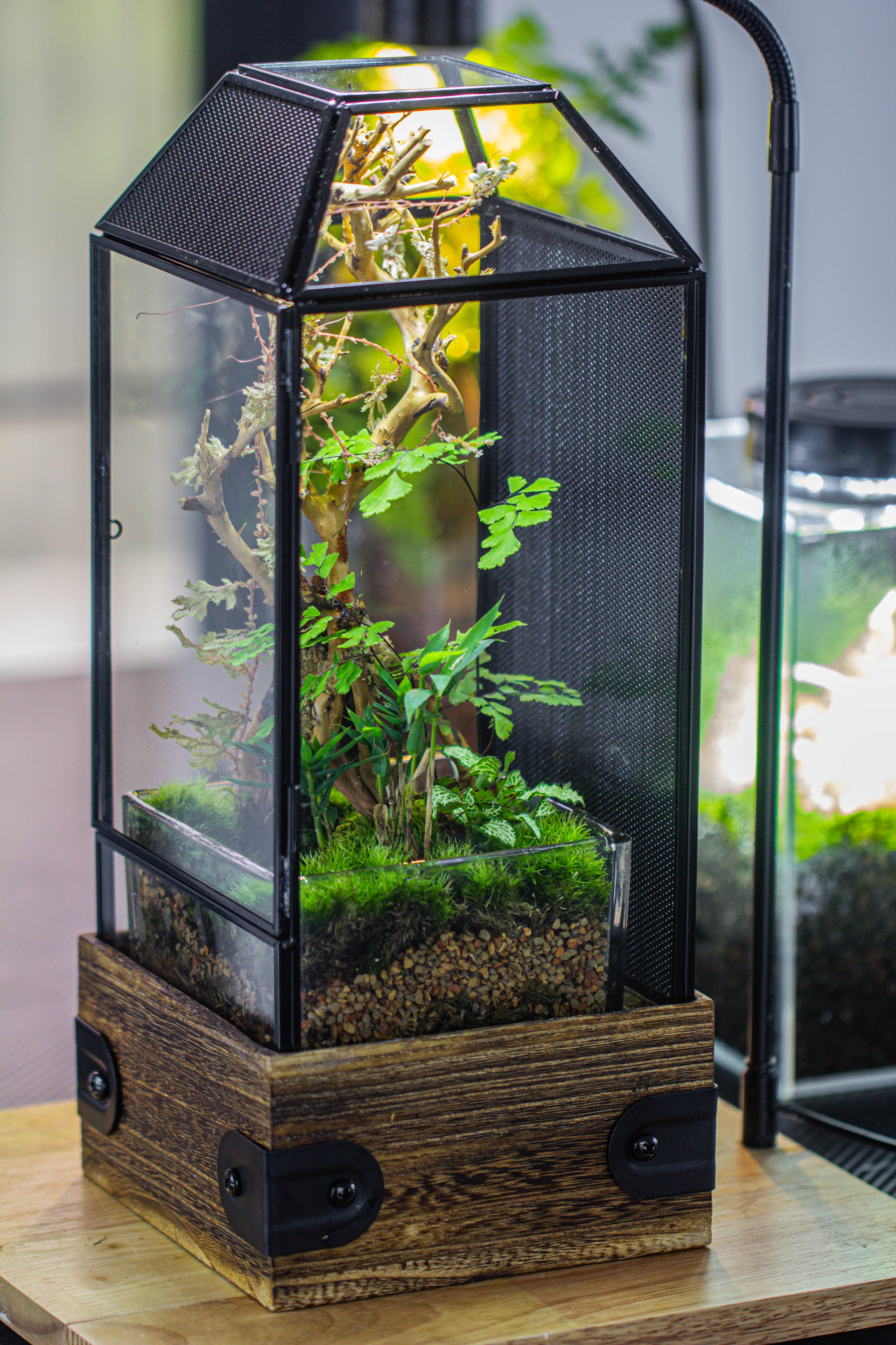 Handmade Glass Terrarium with Wood Base, Geometric Jumping Spider Enclosure, with Mesh Vent, for Plants, Snail, Insects - NCYPgarden