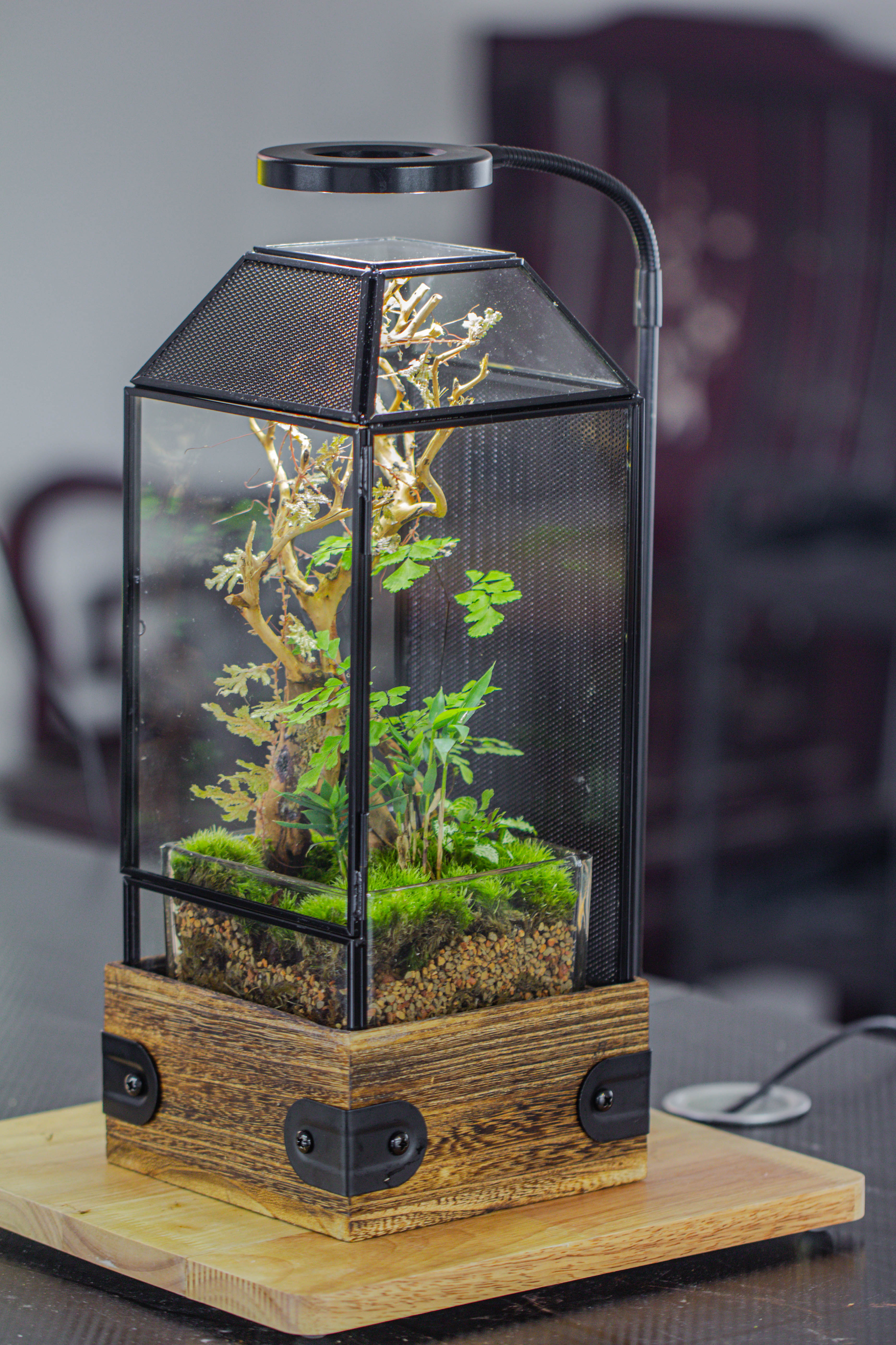 Handmade Glass Terrarium with Wood Base, Geometric Jumping Spider Enclosure, with Mesh Vent, for Plants, Snail, Insects - NCYPgarden