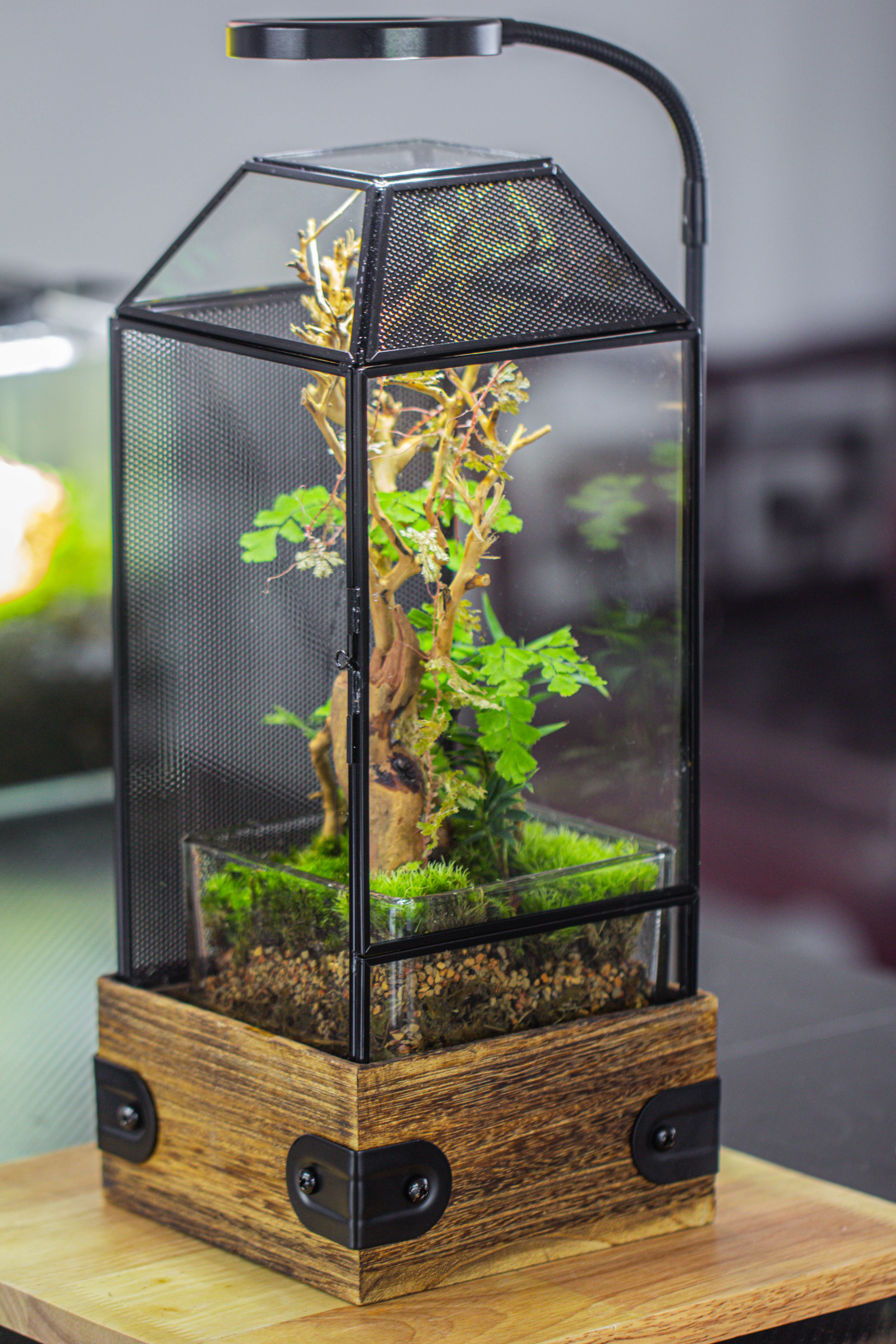 Handmade Glass Terrarium with Wood Base, Geometric Jumping Spider Enclosure, with Mesh Vent, for Plants, Snail, Insects - NCYPgarden