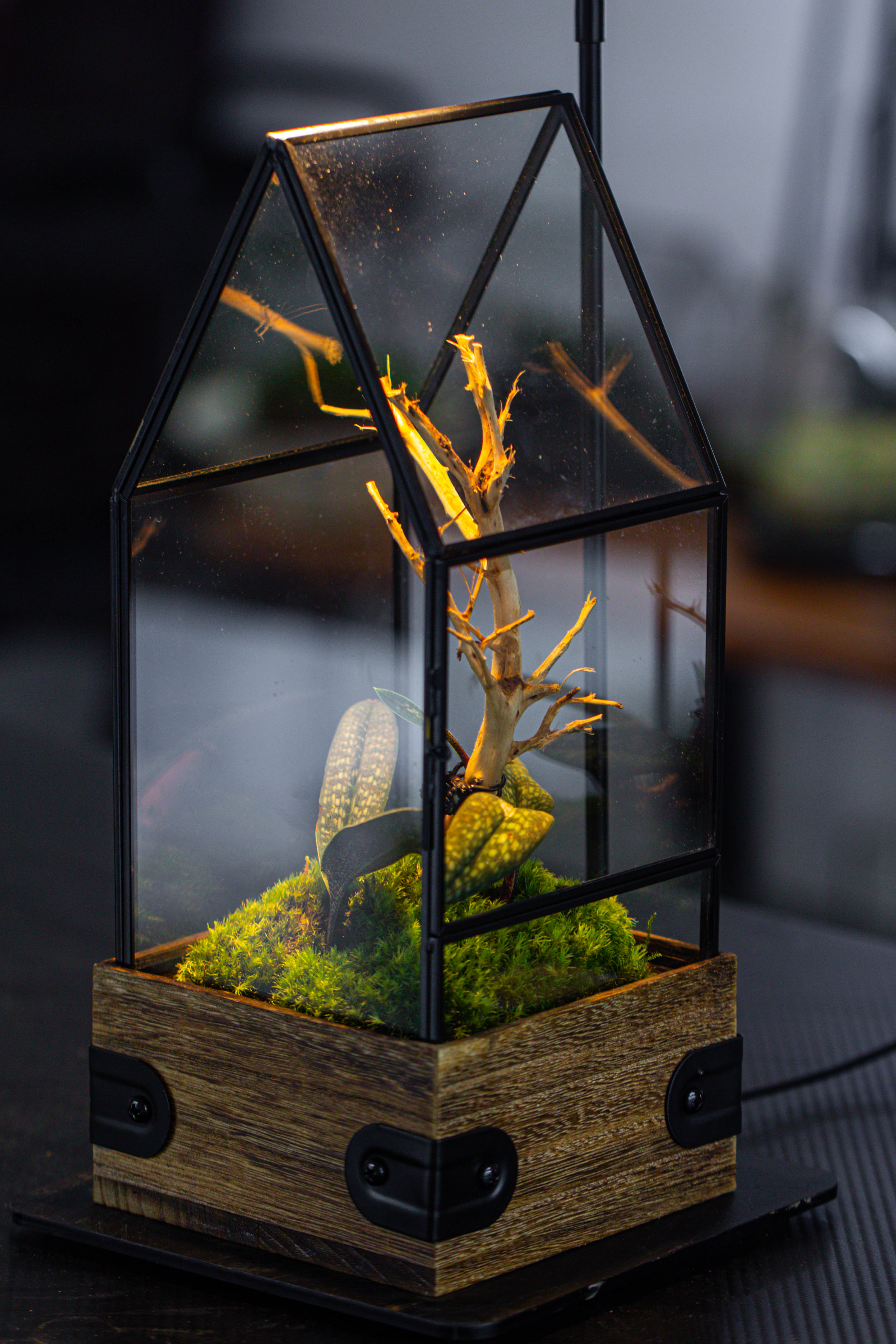 Handmade Glass Terrarium with Wood Base, House Shape Planter with Door, with LED Wood Lamp Base for Plants, Moss Landscapes, Plant Lover Gift - NCYPgarden