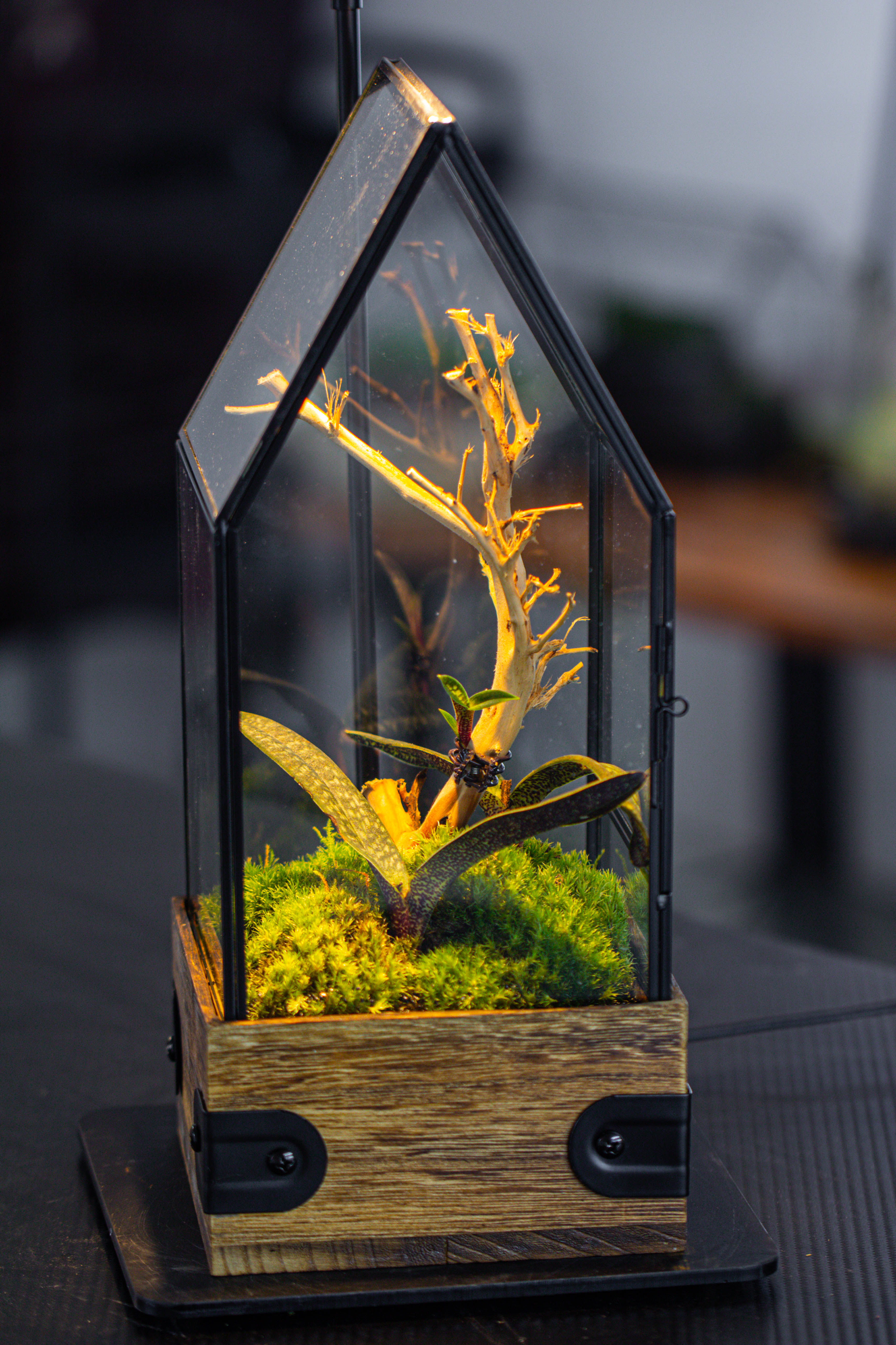 Handmade Glass Terrarium with Wood Base, House Shape Planter with Door, with LED Wood Lamp Base for Plants, Moss Landscapes, Plant Lover Gift - NCYPgarden