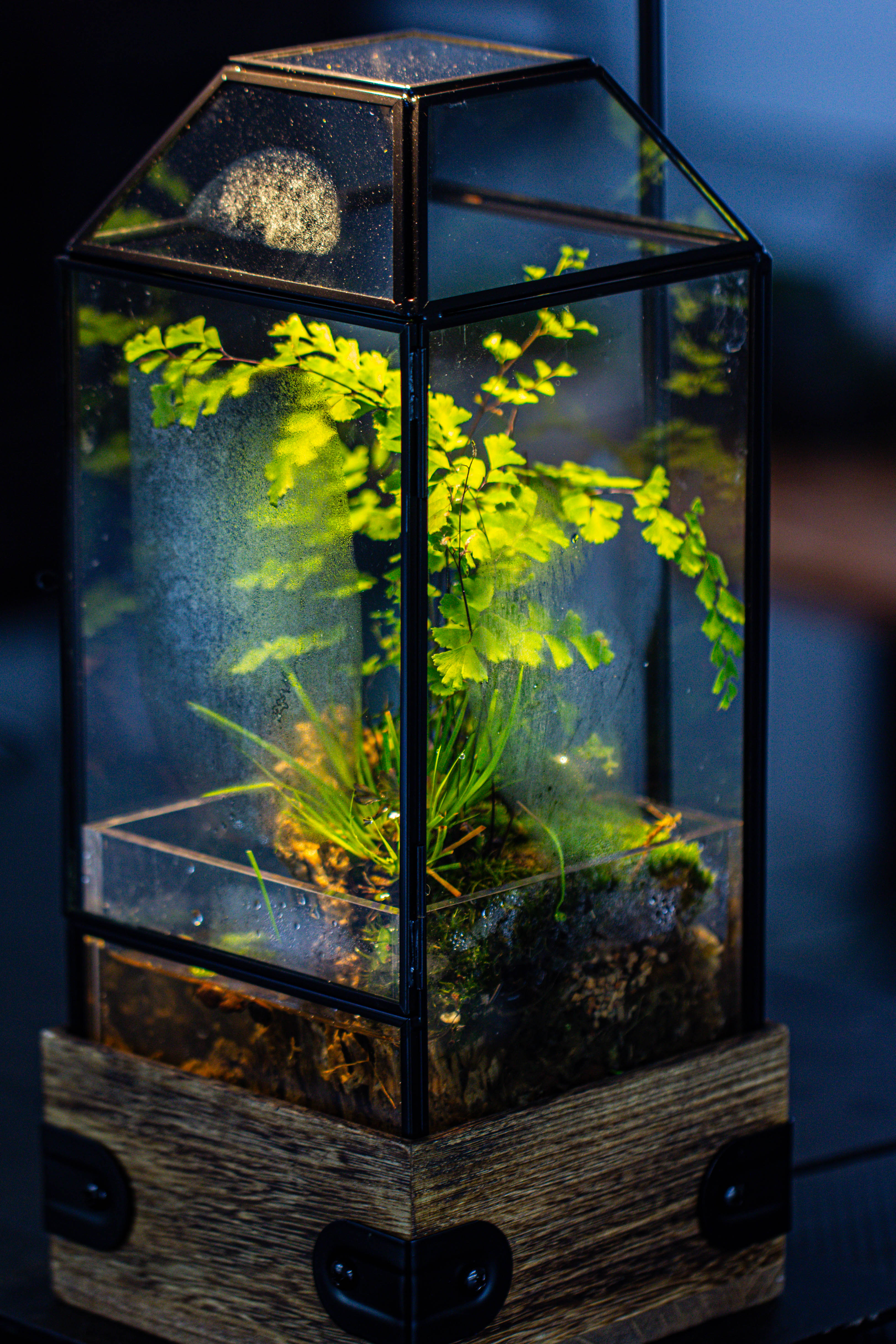 Handmade Glass Terrarium with Wood Base, Geometric  Planter with Door, with LED Acrylic Lamp Base for Plants, Moss Landscapes, Plant Lover Gift - NCYPgarden