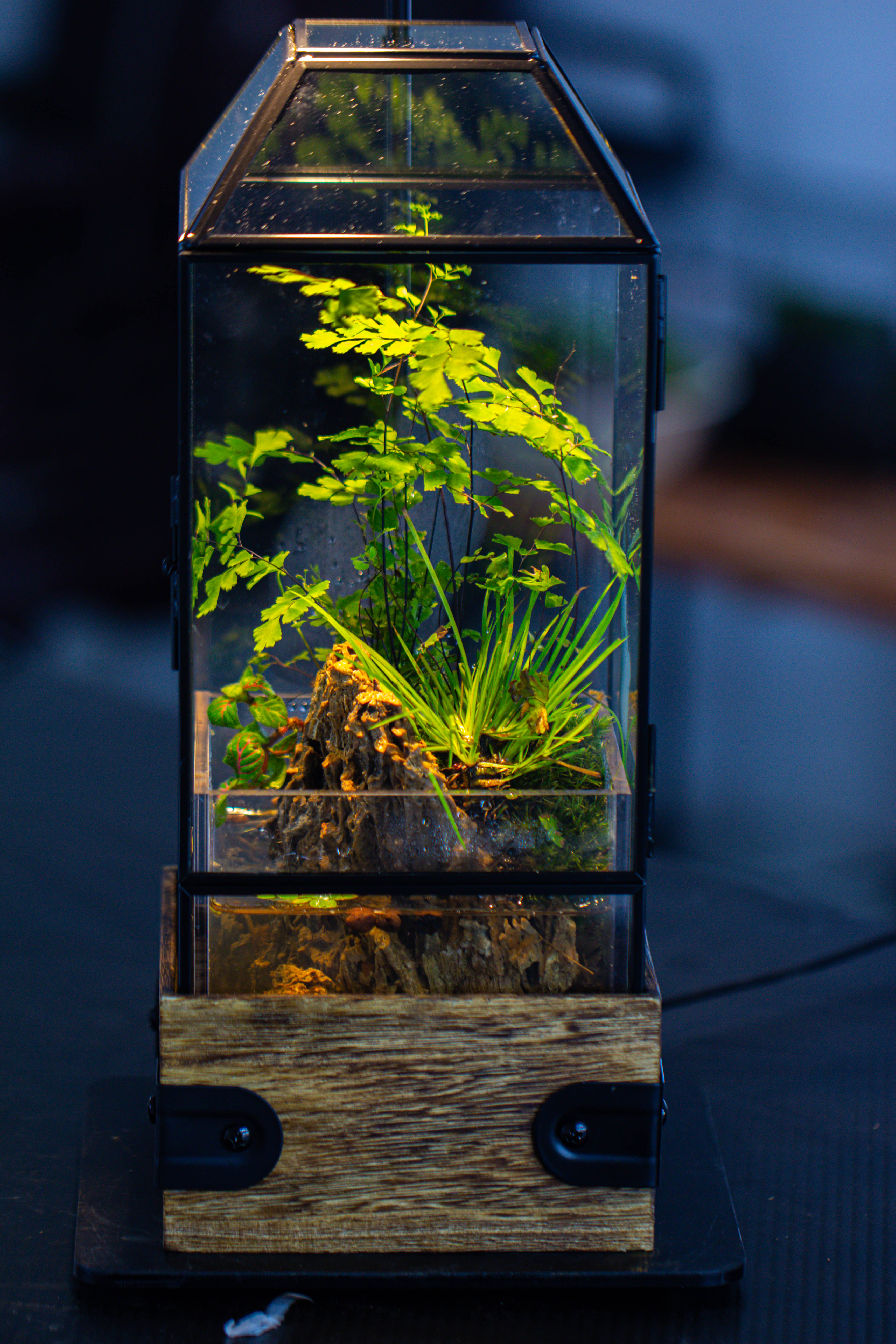 Handmade Glass Terrarium with Wood Base, Geometric  Planter with Door, with LED Acrylic Lamp Base for Plants, Moss Landscapes, Plant Lover Gift - NCYPgarden
