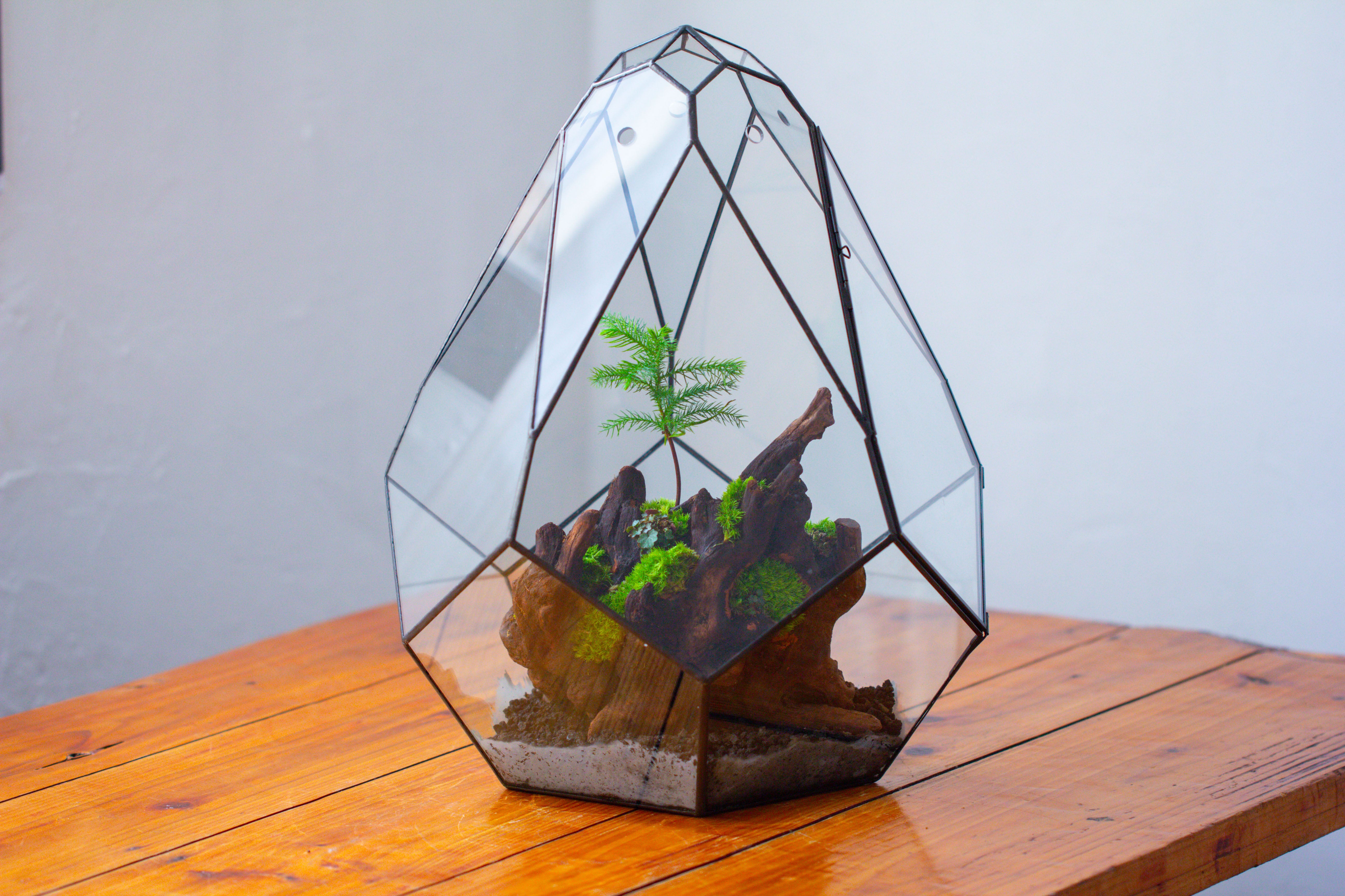 16" Large Teardrop Geometric Terrarium, close - NCYPgarden