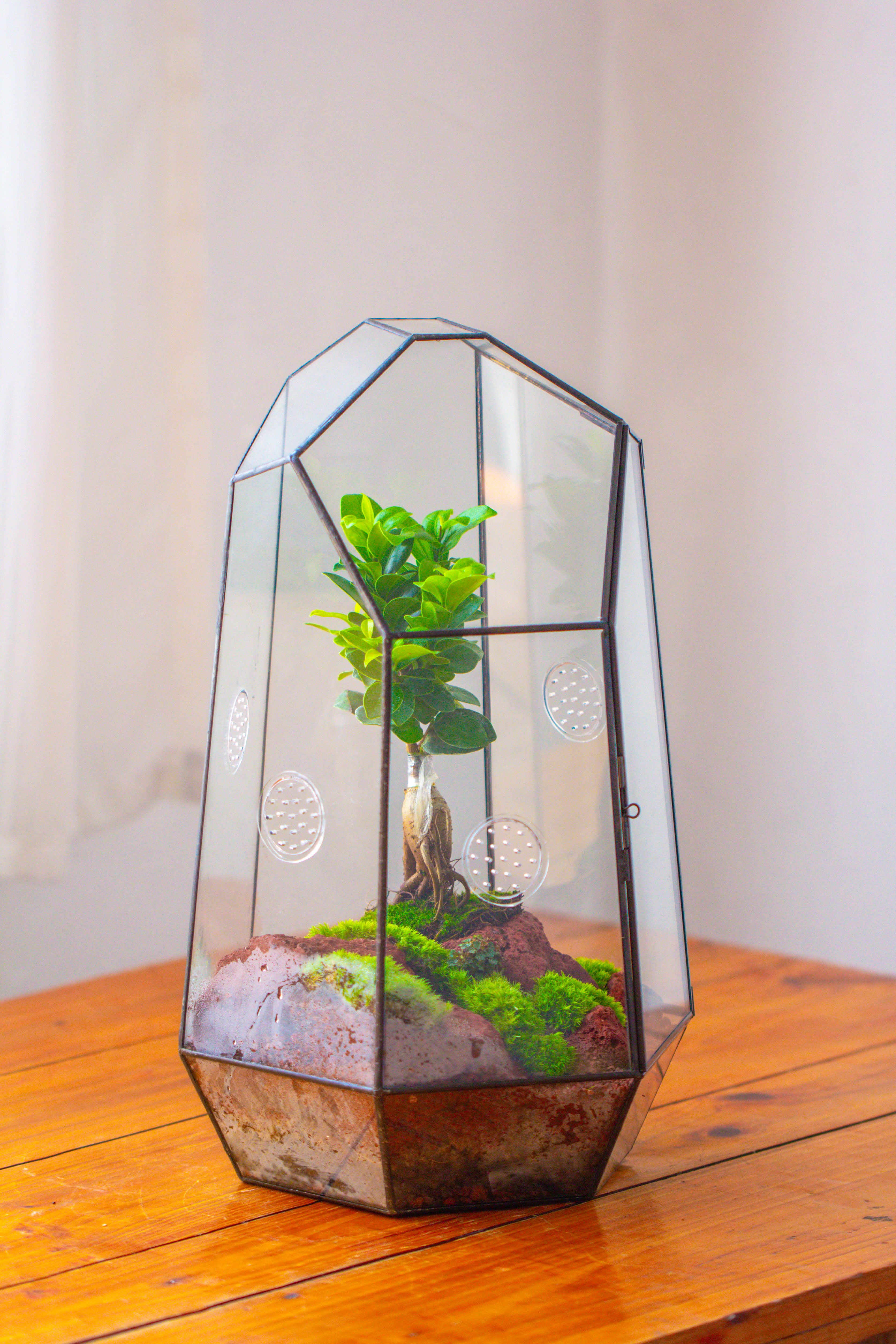 Handmade 41cm / 16" Tall IrregularGlass Geometric Terrarium Box with Vent - NCYPgarden