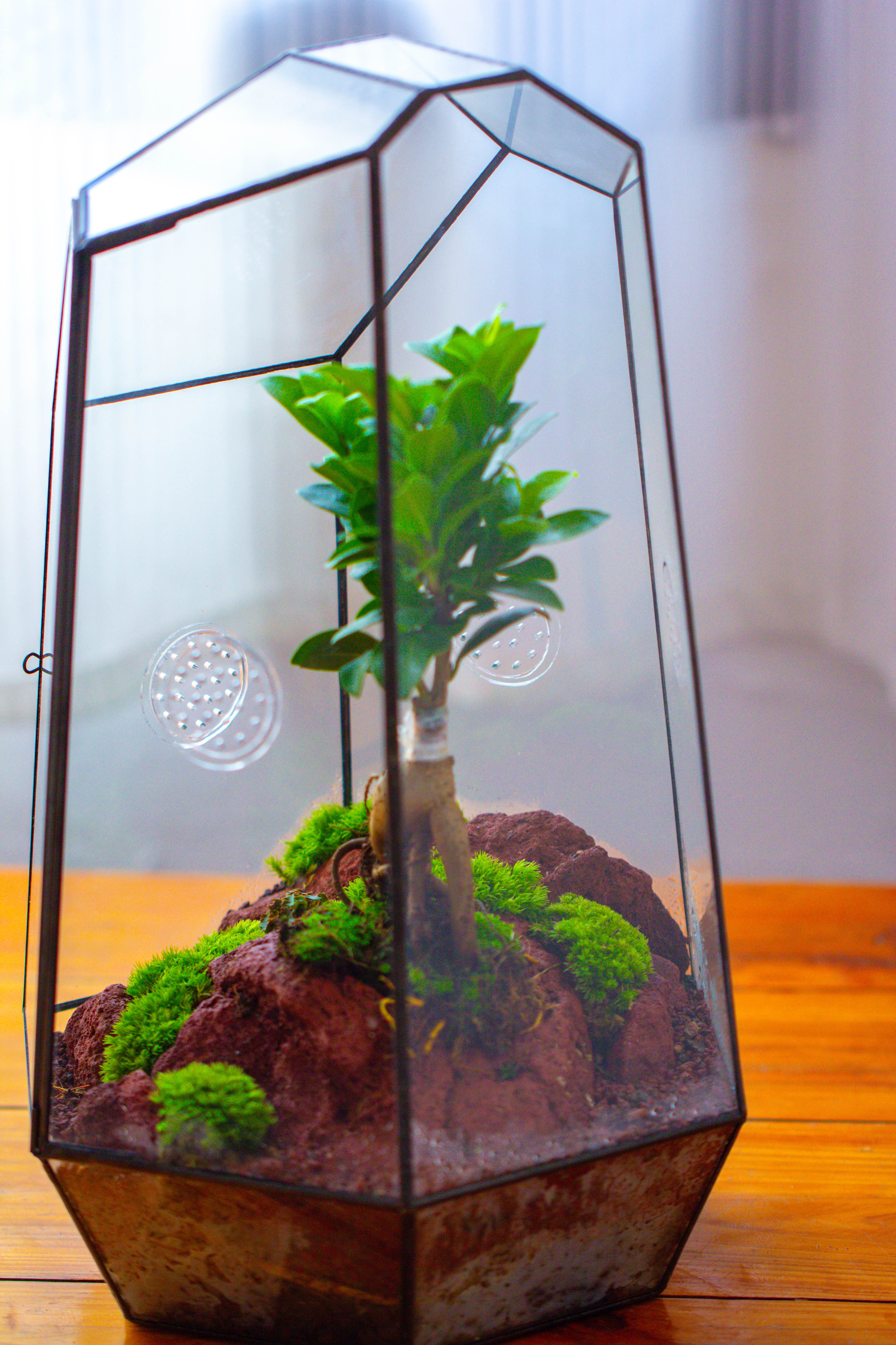 Handmade 41cm / 16" Tall IrregularGlass Geometric Terrarium Box with Vent - NCYPgarden