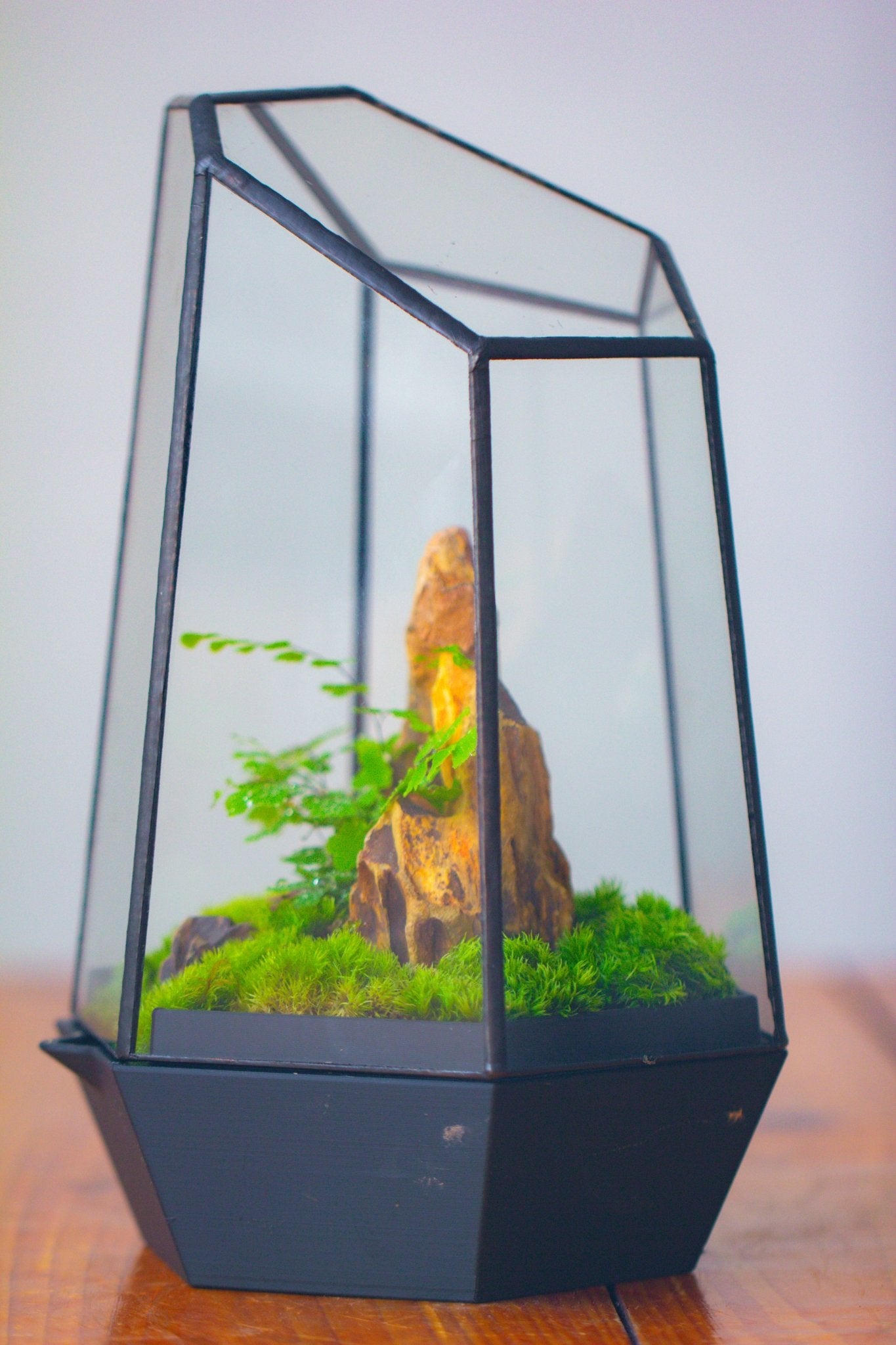 Self - Contained Close Terrarium with Waterproof Base, Geometric Glass Cover for Moss, Sundew and Venus Flytrap PG01J3 - NCYPgarden