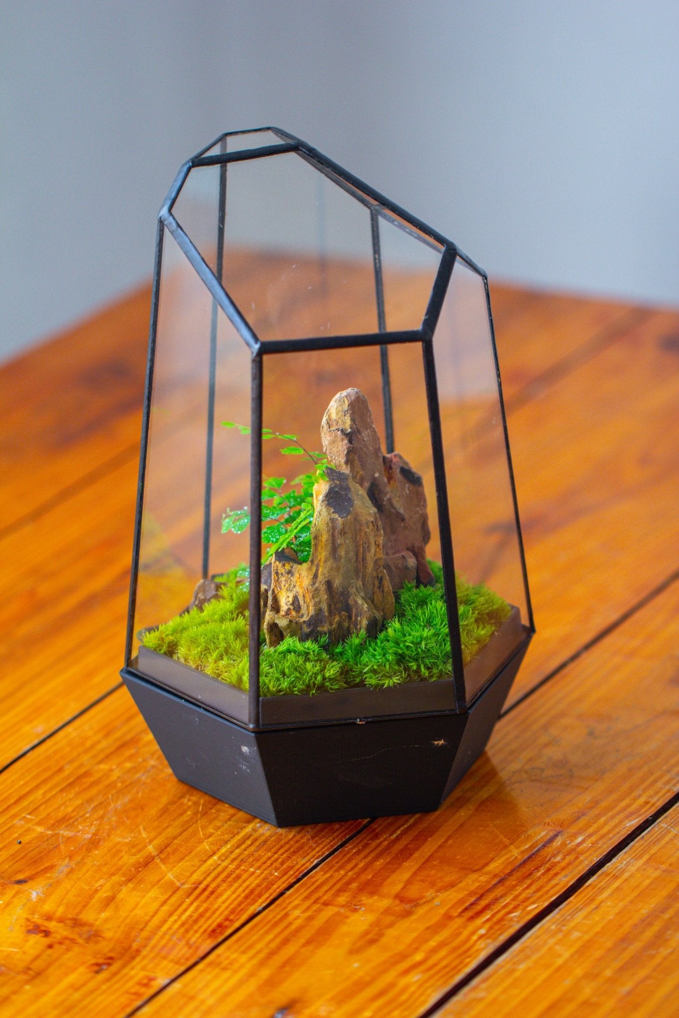 Self - Contained Close Terrarium with Waterproof Base, Geometric Glass Cover for Moss, Sundew and Venus Flytrap PG01J3 - NCYPgarden