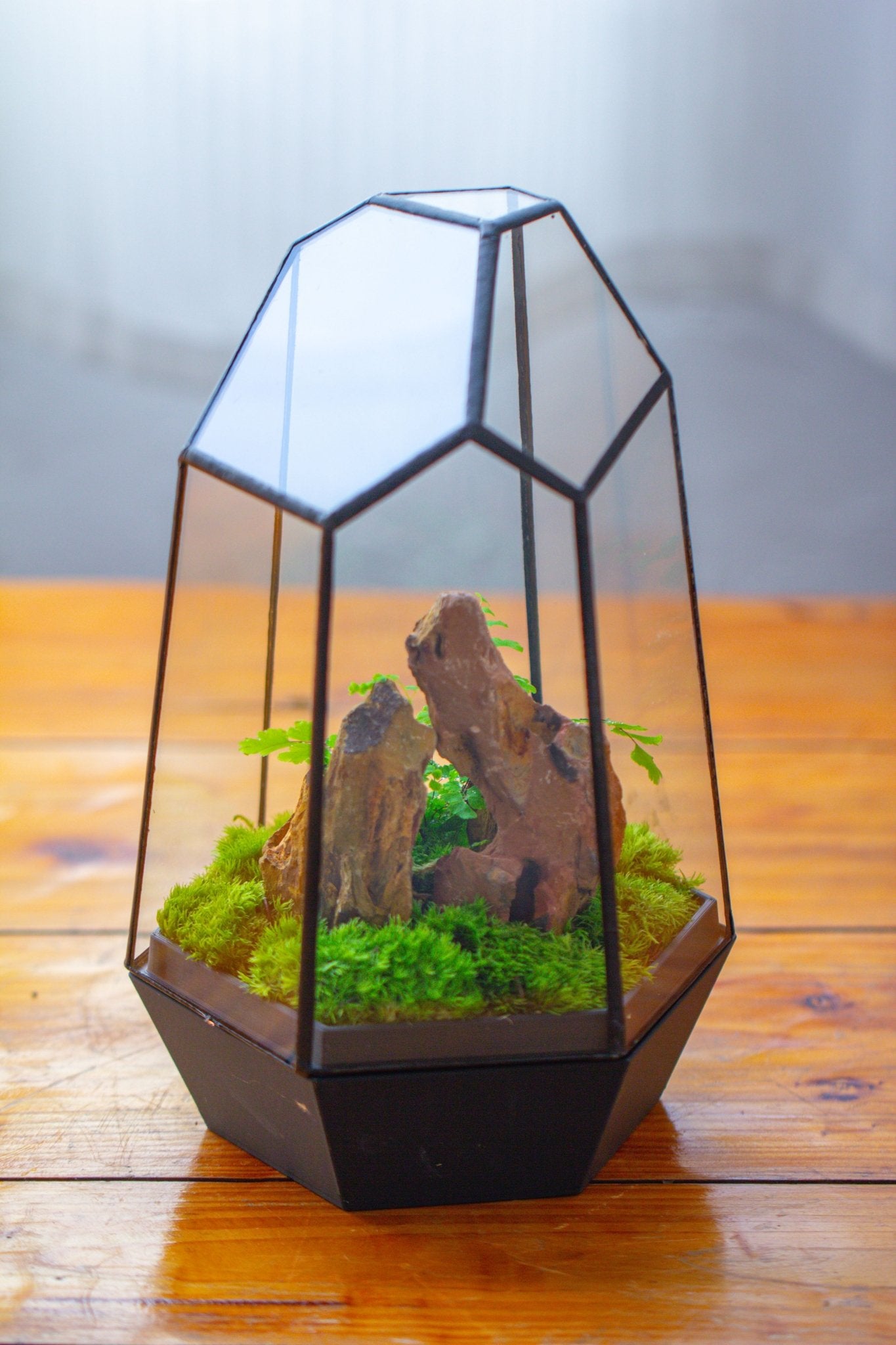 Self - Contained Close Terrarium with Waterproof Base, Geometric Glass Cover for Moss, Sundew and Venus Flytrap PG01J3 - NCYPgarden