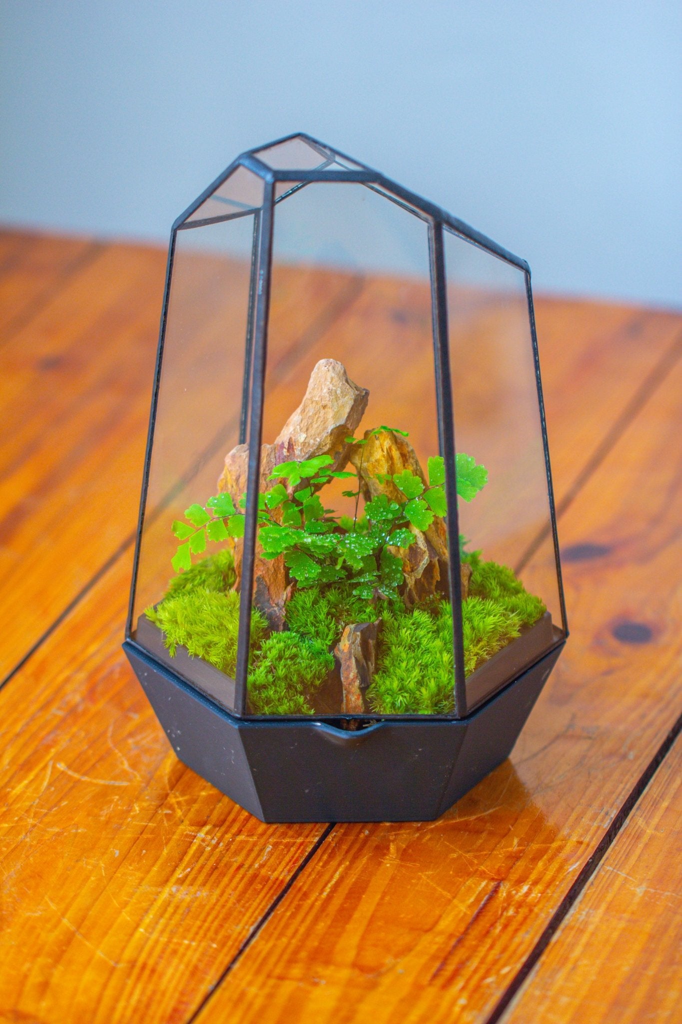 Self - Contained Close Terrarium with Waterproof Base, Geometric Glass Cover for Moss, Sundew and Venus Flytrap PG01J3 - NCYPgarden