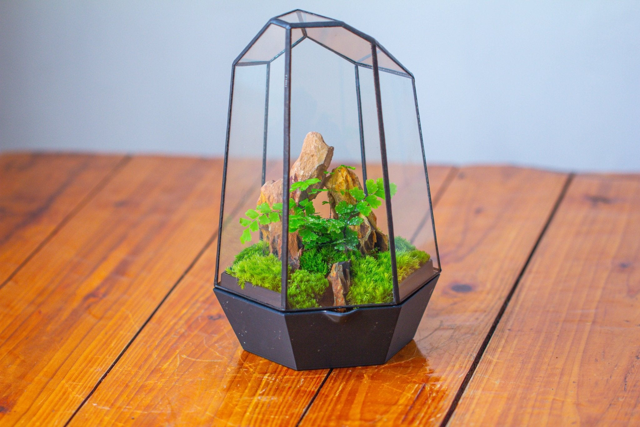 Self - Contained Close Terrarium with Waterproof Base, Geometric Glass Cover for Moss, Sundew and Venus Flytrap PG01J3 - NCYPgarden