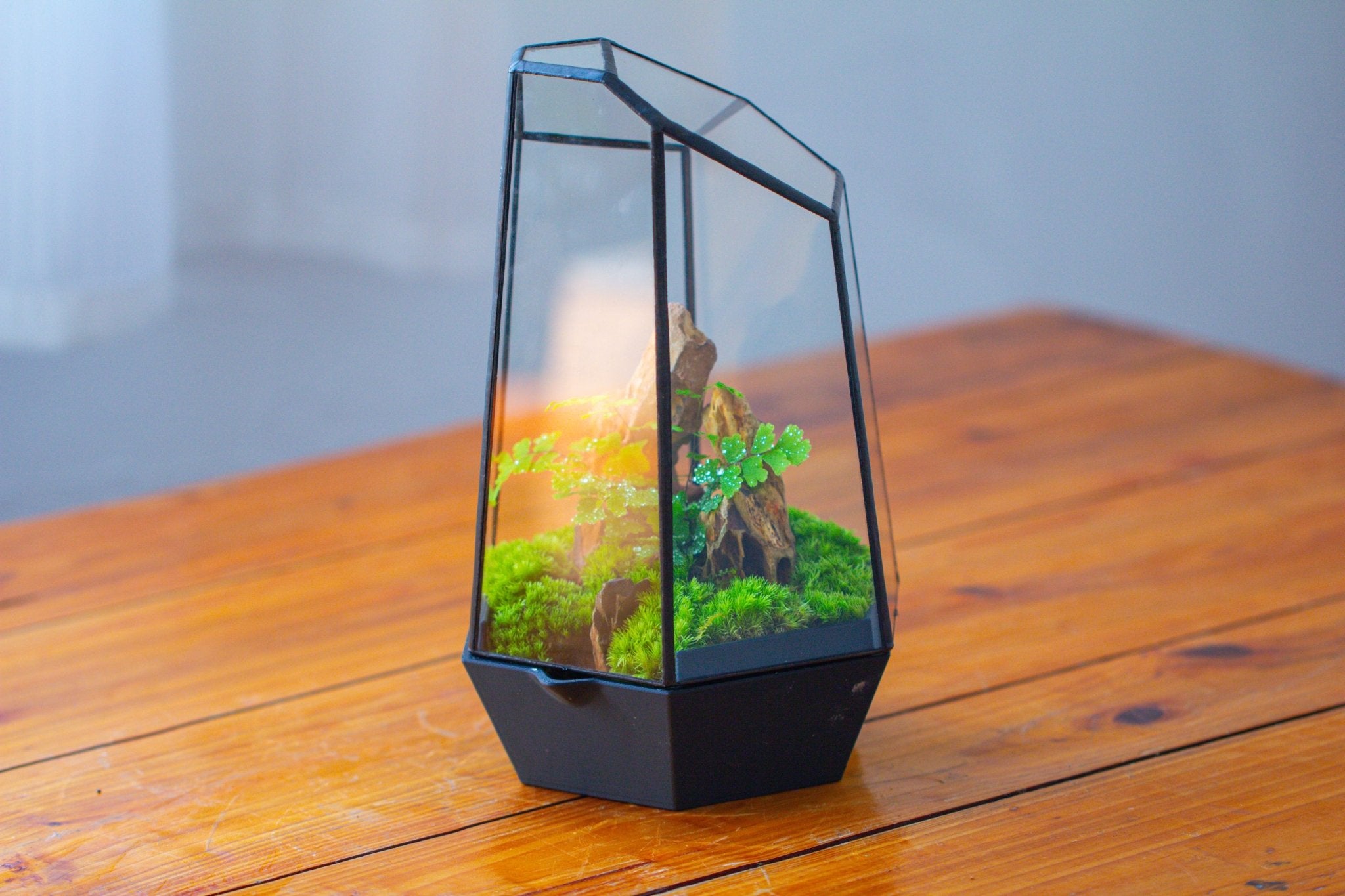 Self - Contained Close Terrarium with Waterproof Base, Geometric Glass Cover for Moss, Sundew and Venus Flytrap PG01J3 - NCYPgarden