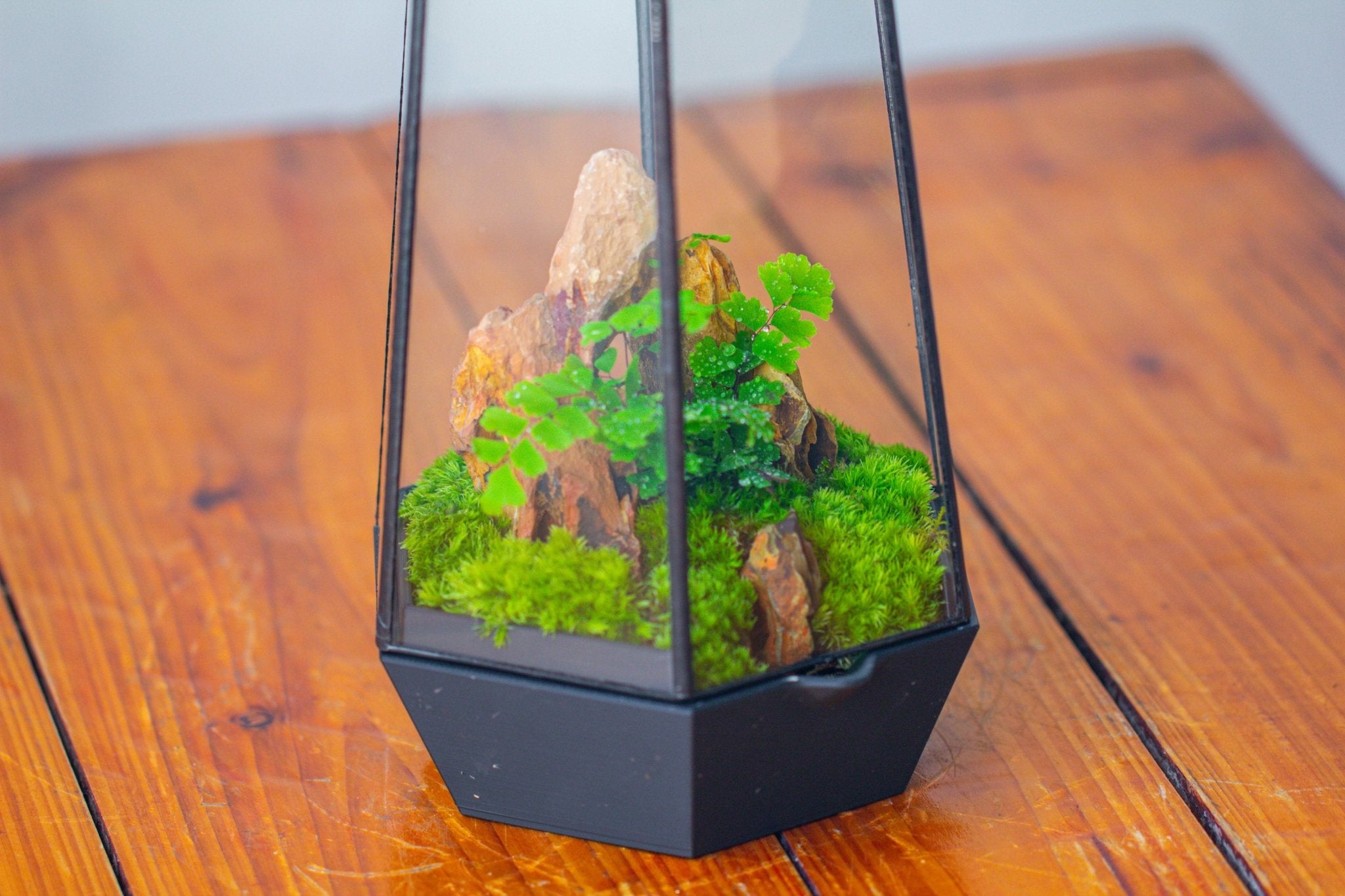 Self - Contained Close Terrarium with Waterproof Base, Geometric Glass Cover for Moss, Sundew and Venus Flytrap PG01J3 - NCYPgarden