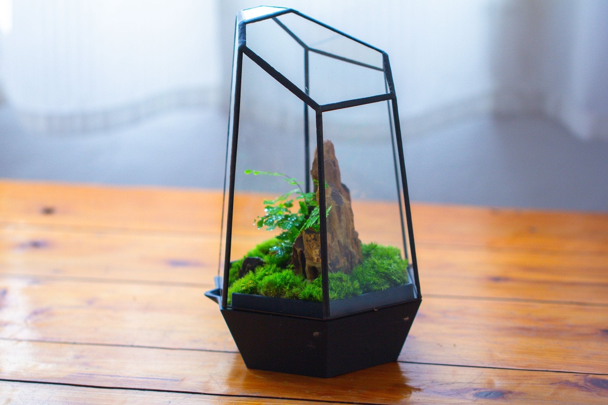 Self - Contained Close Terrarium with Waterproof Base, Geometric Glass Cover for Moss, Sundew and Venus Flytrap PG01J3 - NCYPgarden