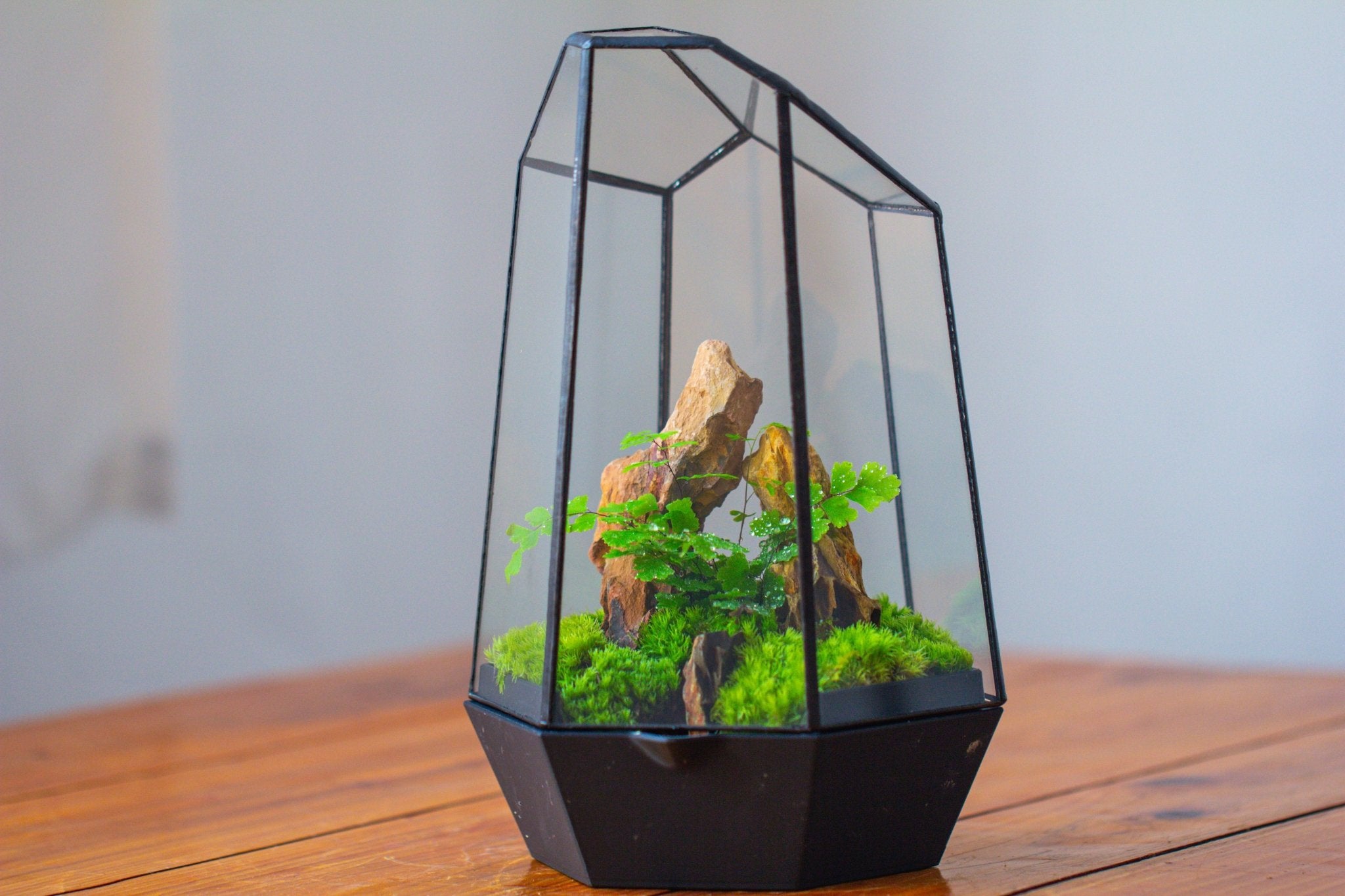 Self - Contained Close Terrarium with Waterproof Base, Geometric Glass Cover for Moss, Sundew and Venus Flytrap PG01J3 - NCYPgarden