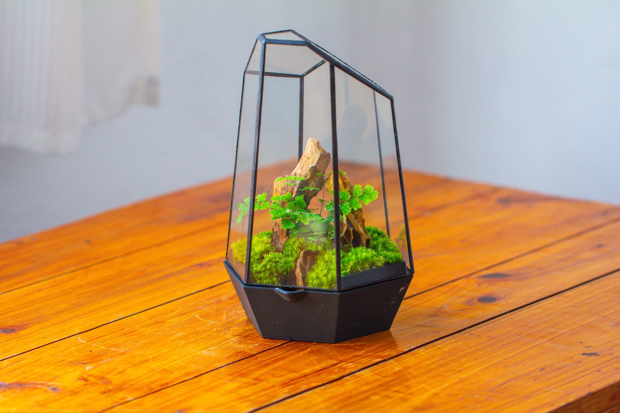 Self - Contained Close Terrarium with Waterproof Base, Geometric Glass Cover for Moss, Sundew and Venus Flytrap PG01J3 - NCYPgarden