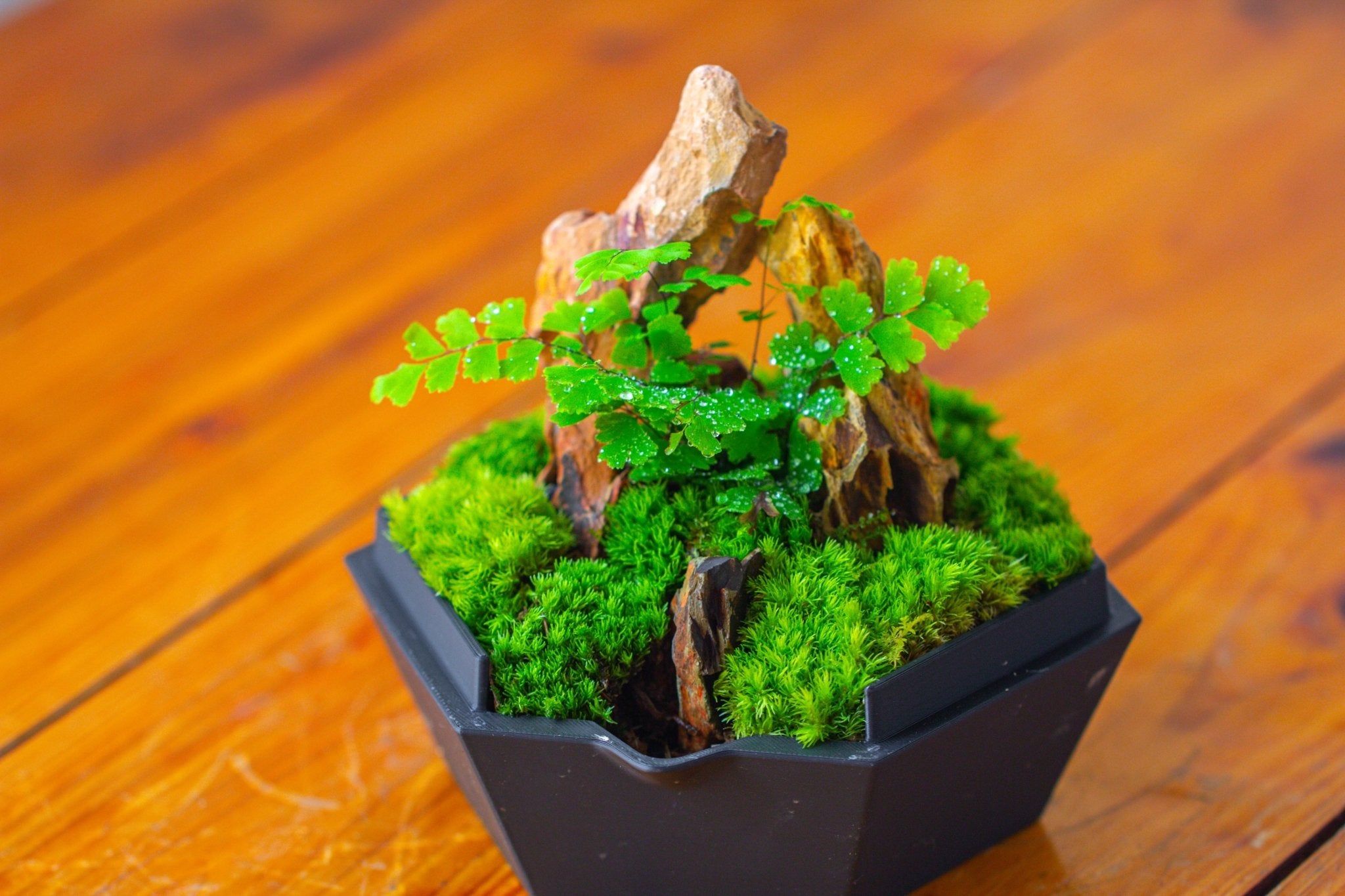 Self - Contained Close Terrarium with Waterproof Base, Geometric Glass Cover for Moss, Sundew and Venus Flytrap PG01J3 - NCYPgarden