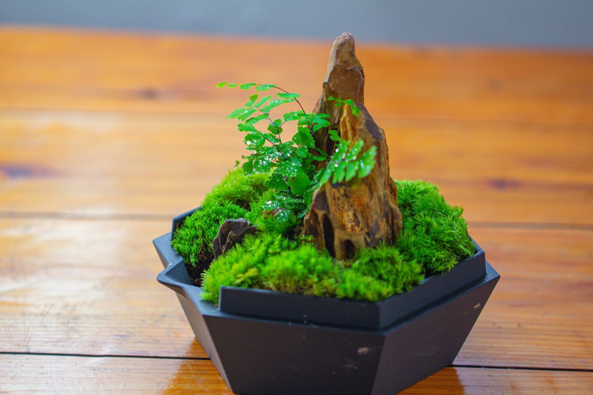 Self - Contained Close Terrarium with Waterproof Base, Geometric Glass Cover for Moss, Sundew and Venus Flytrap PG01J3 - NCYPgarden