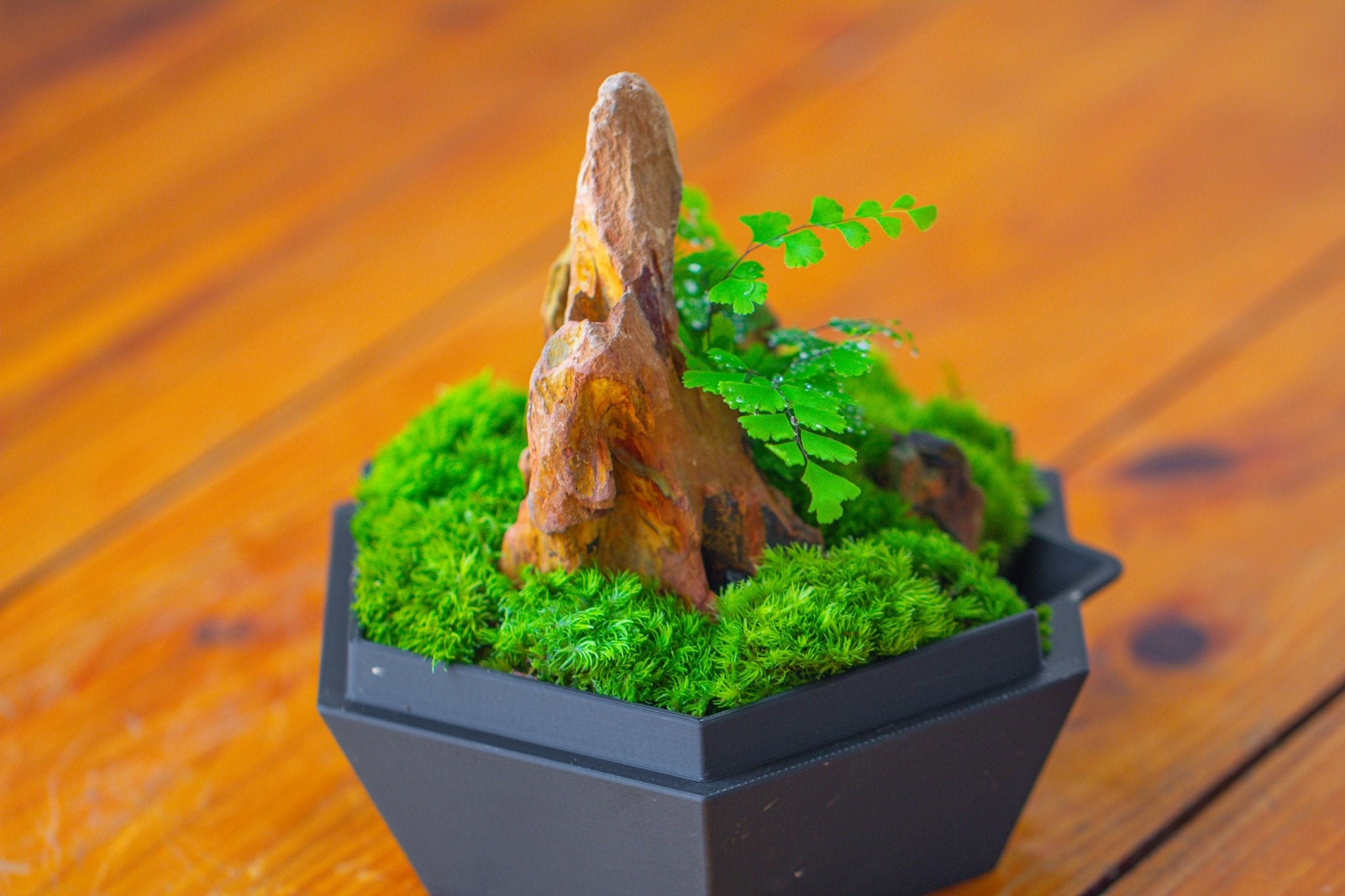 Self - Contained Close Terrarium with Waterproof Base, Geometric Glass Cover for Moss, Sundew and Venus Flytrap PG01J3 - NCYPgarden