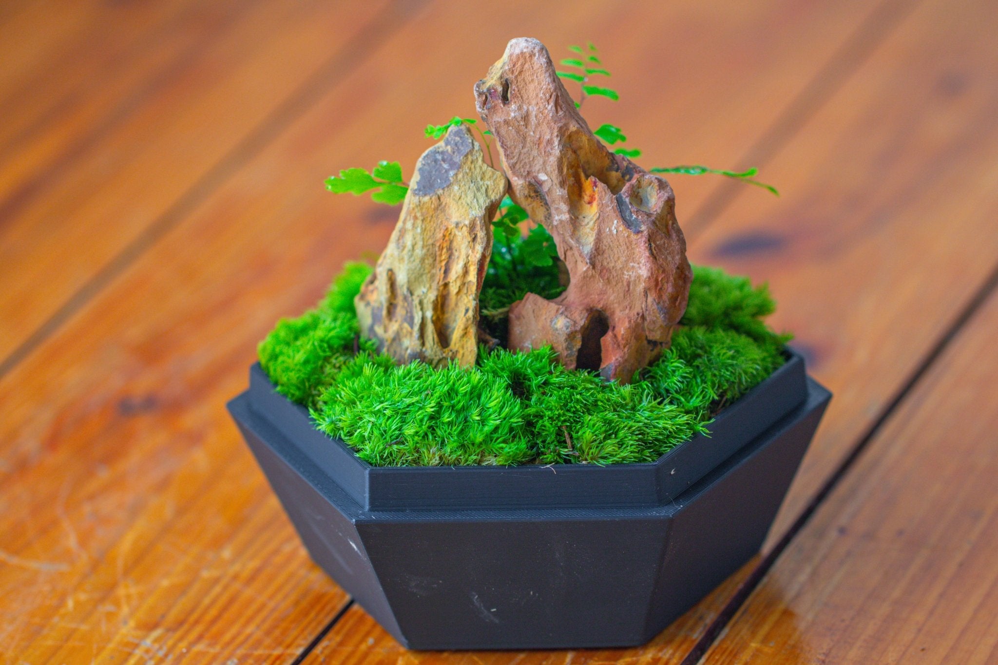 Self - Contained Close Terrarium with Waterproof Base, Geometric Glass Cover for Moss, Sundew and Venus Flytrap PG01J3 - NCYPgarden