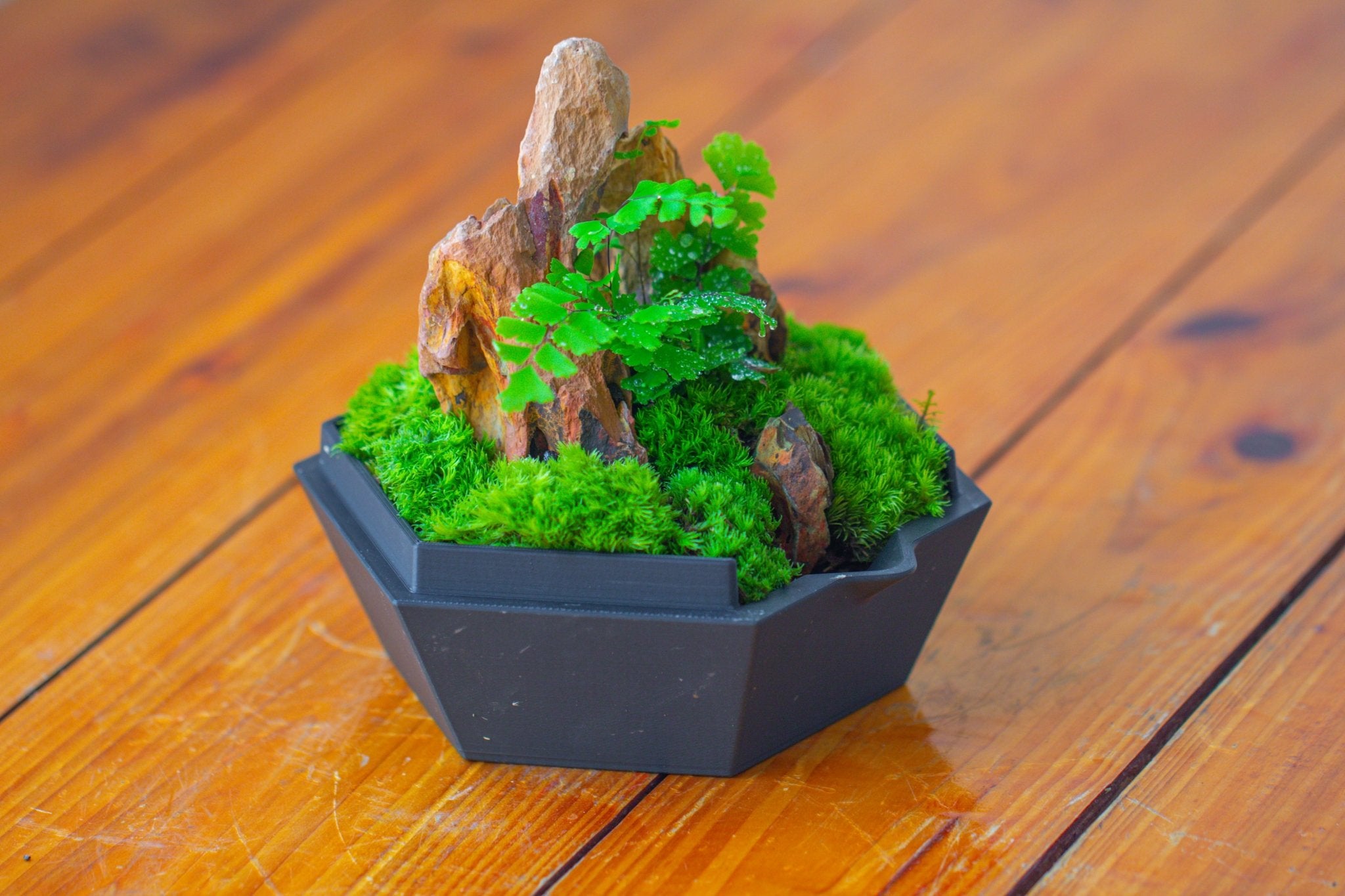 Self - Contained Close Terrarium with Waterproof Base, Geometric Glass Cover for Moss, Sundew and Venus Flytrap PG01J3 - NCYPgarden