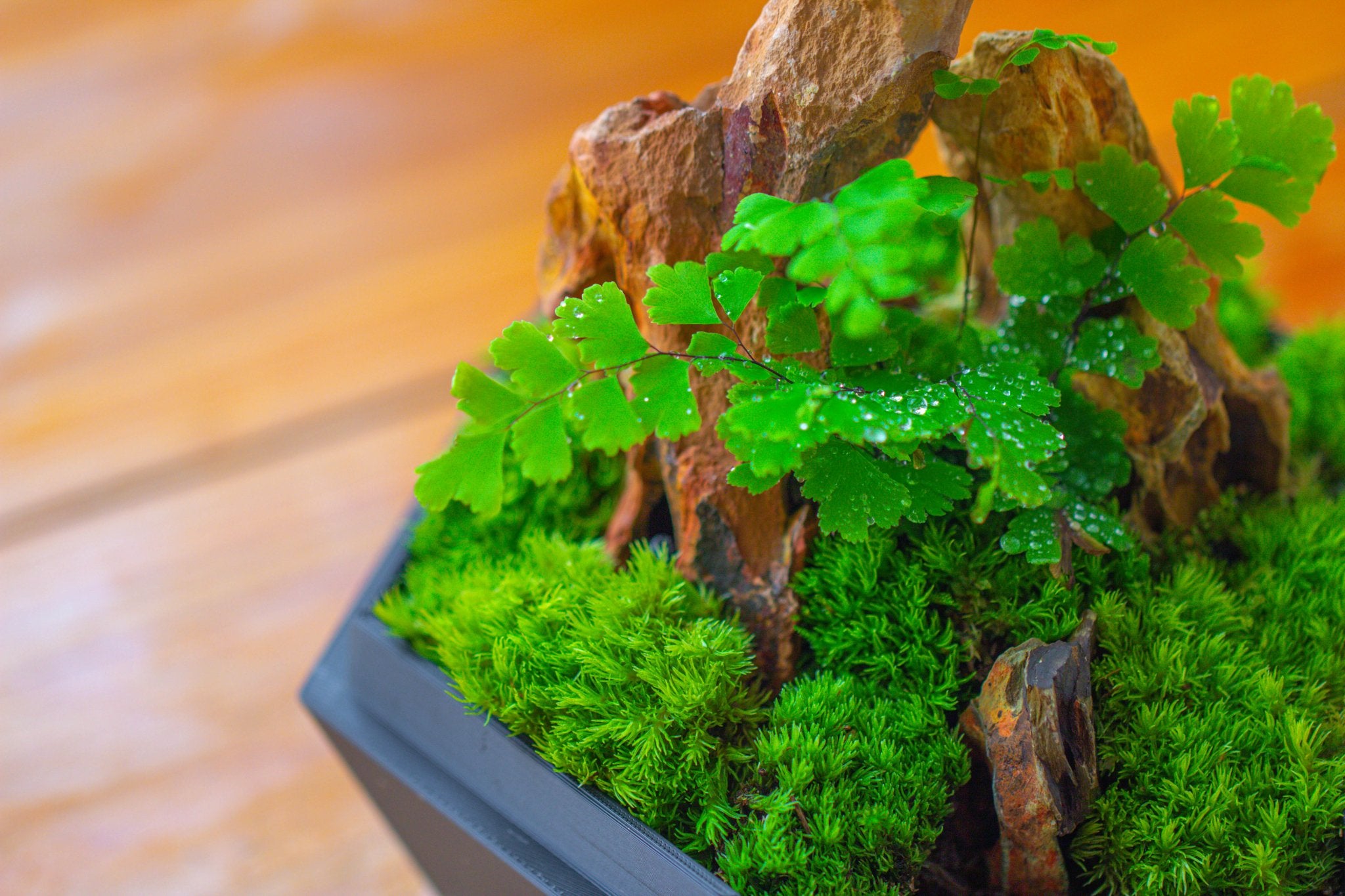 Self - Contained Close Terrarium with Waterproof Base, Geometric Glass Cover for Moss, Sundew and Venus Flytrap PG01J3 - NCYPgarden