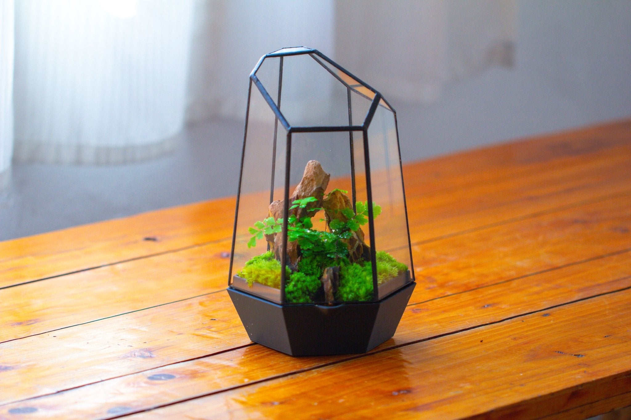 Self - Contained Close Terrarium with Waterproof Base, Geometric Glass Cover for Moss, Sundew and Venus Flytrap PG01J3 - NCYPgarden