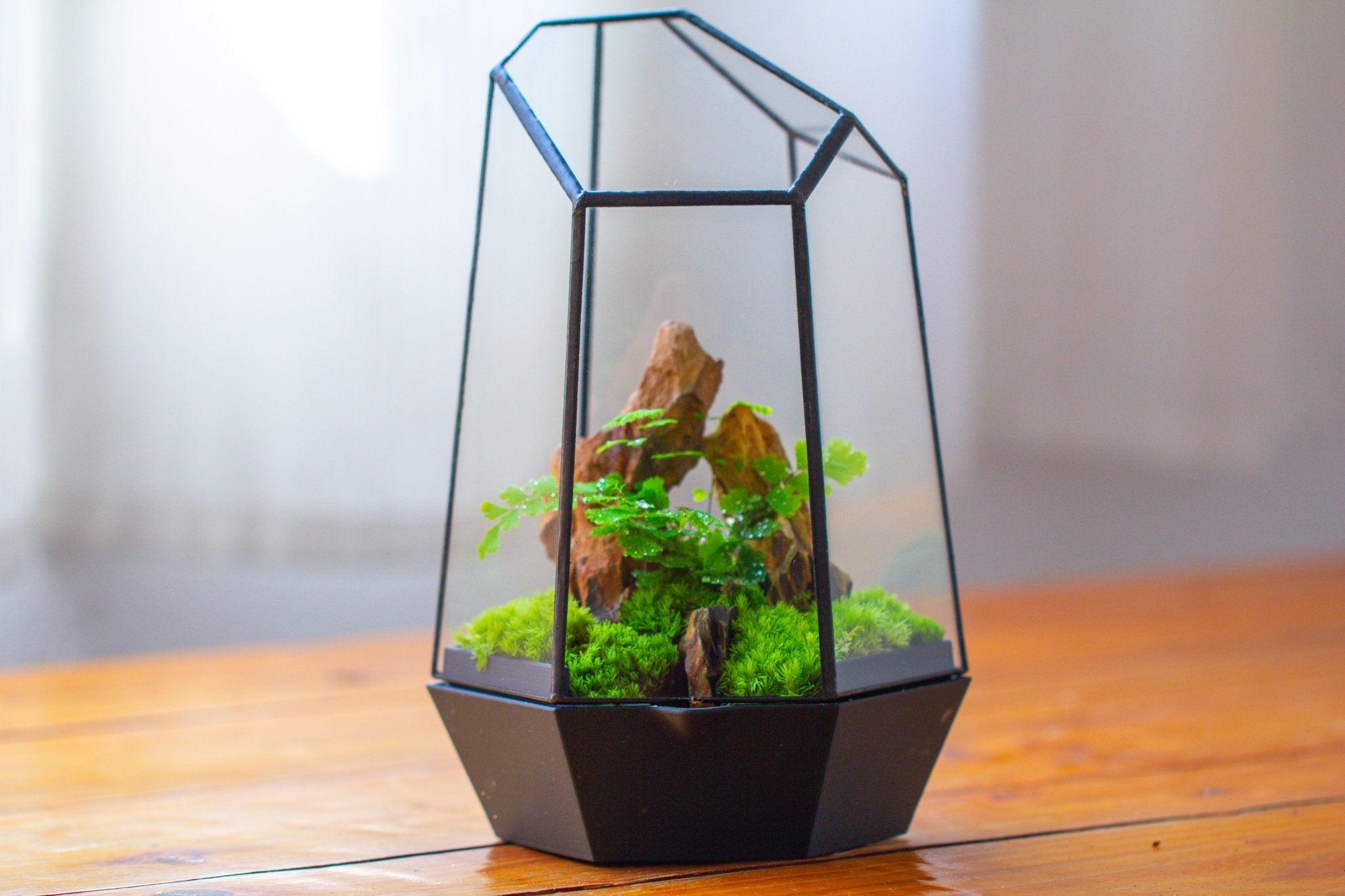 Self - Contained Close Terrarium with Waterproof Base, Geometric Glass Cover for Moss, Sundew and Venus Flytrap PG01J3 - NCYPgarden