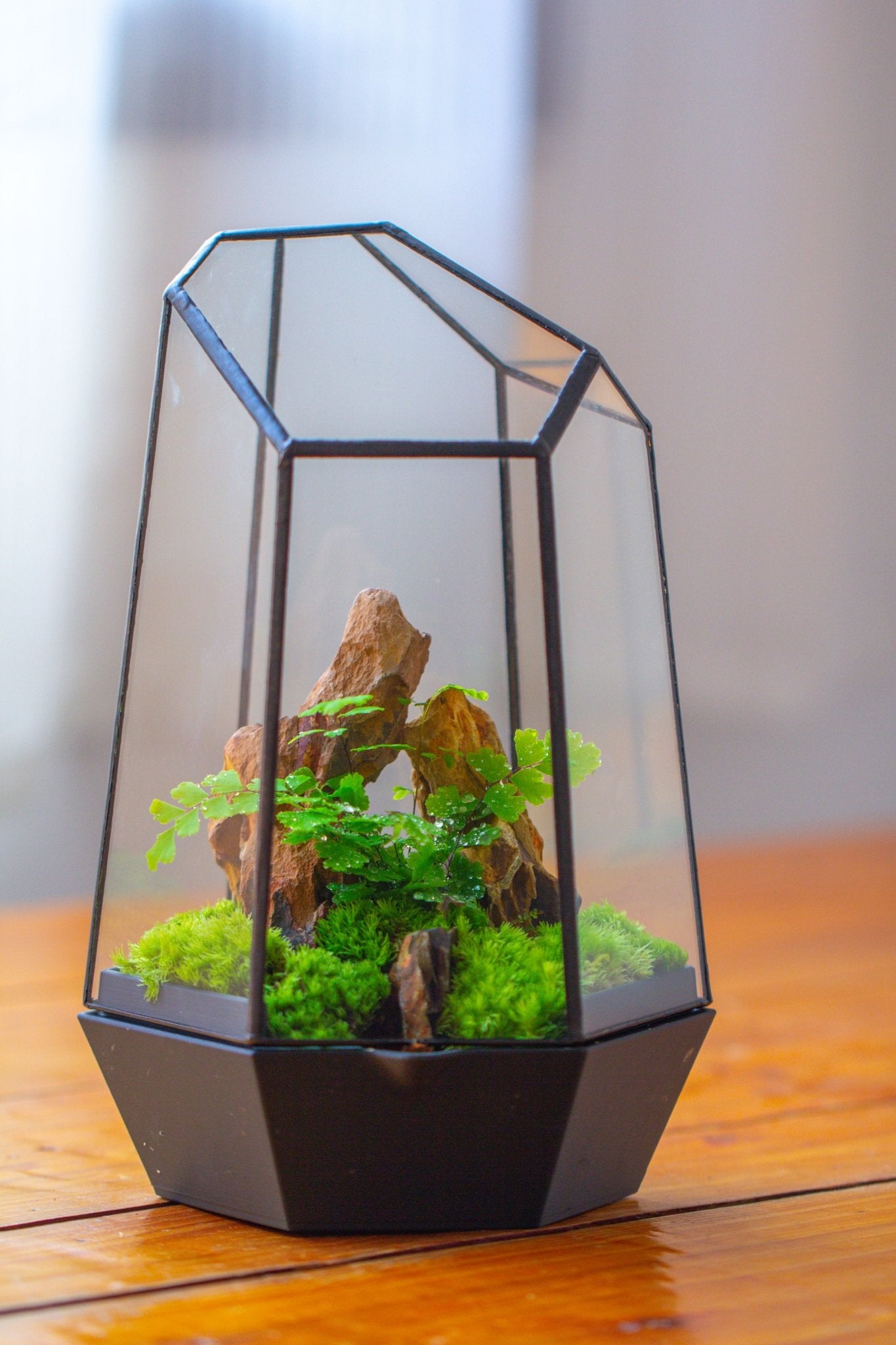 Self - Contained Close Terrarium with Waterproof Base, Geometric Glass Cover for Moss, Sundew and Venus Flytrap PG01J3 - NCYPgarden