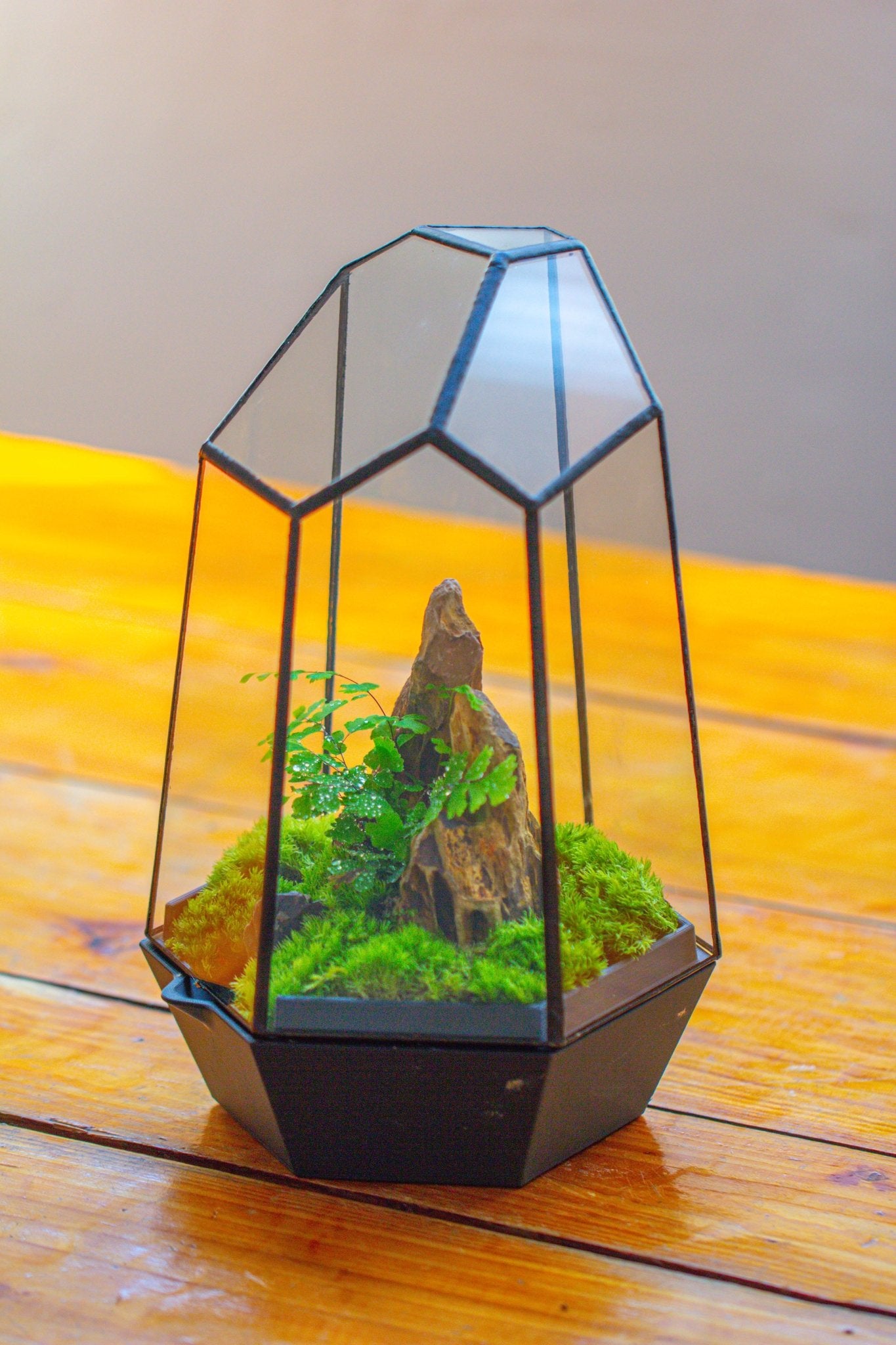 Self - Contained Close Terrarium with Waterproof Base, Geometric Glass Cover for Moss, Sundew and Venus Flytrap PG01J3 - NCYPgarden