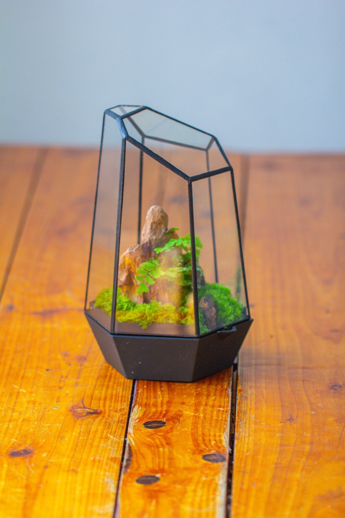 Self - Contained Close Terrarium with Waterproof Base, Geometric Glass Cover for Moss, Sundew and Venus Flytrap PG01J3 - NCYPgarden