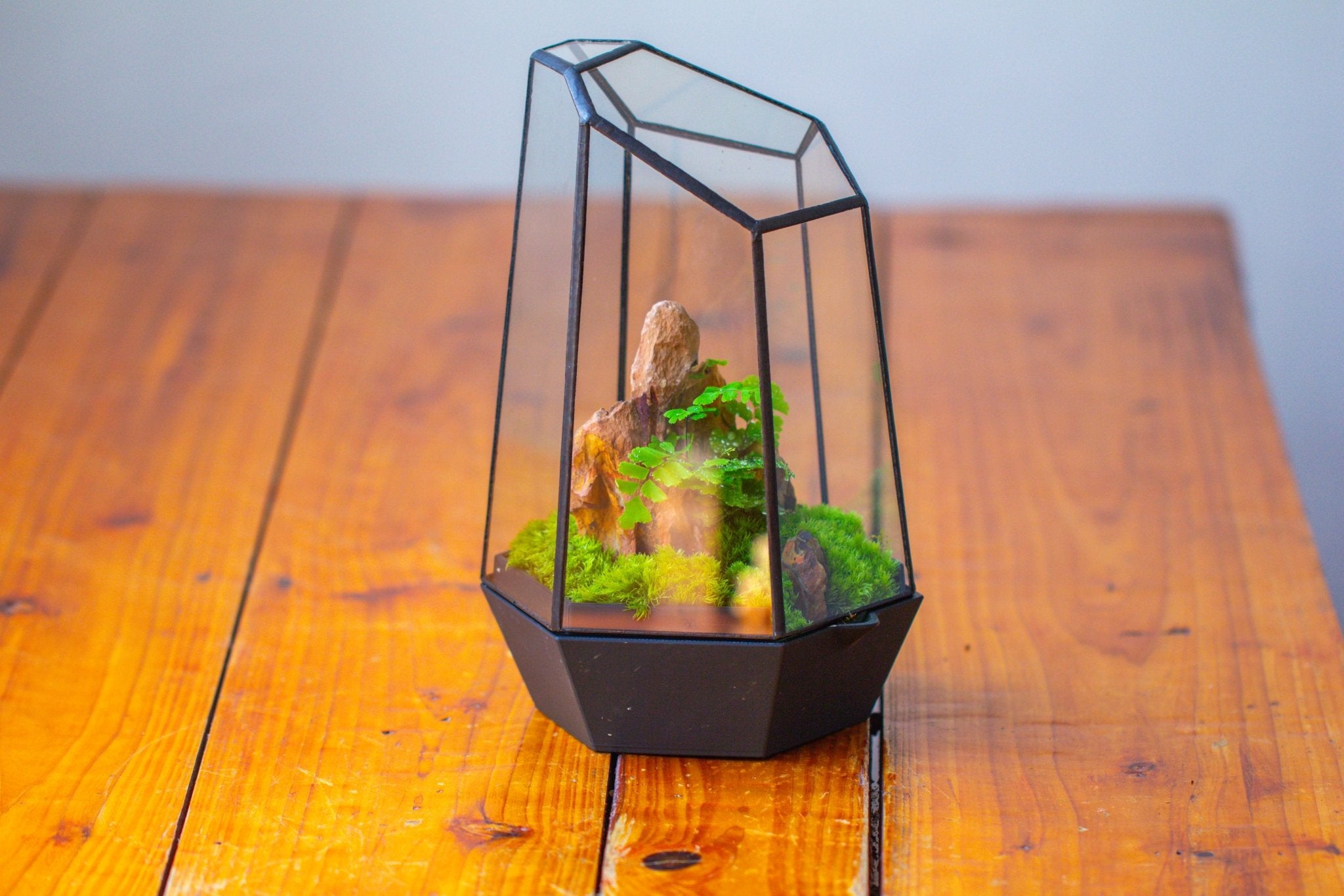 Self - Contained Close Terrarium with Waterproof Base, Geometric Glass Cover for Moss, Sundew and Venus Flytrap PG01J3 - NCYPgarden