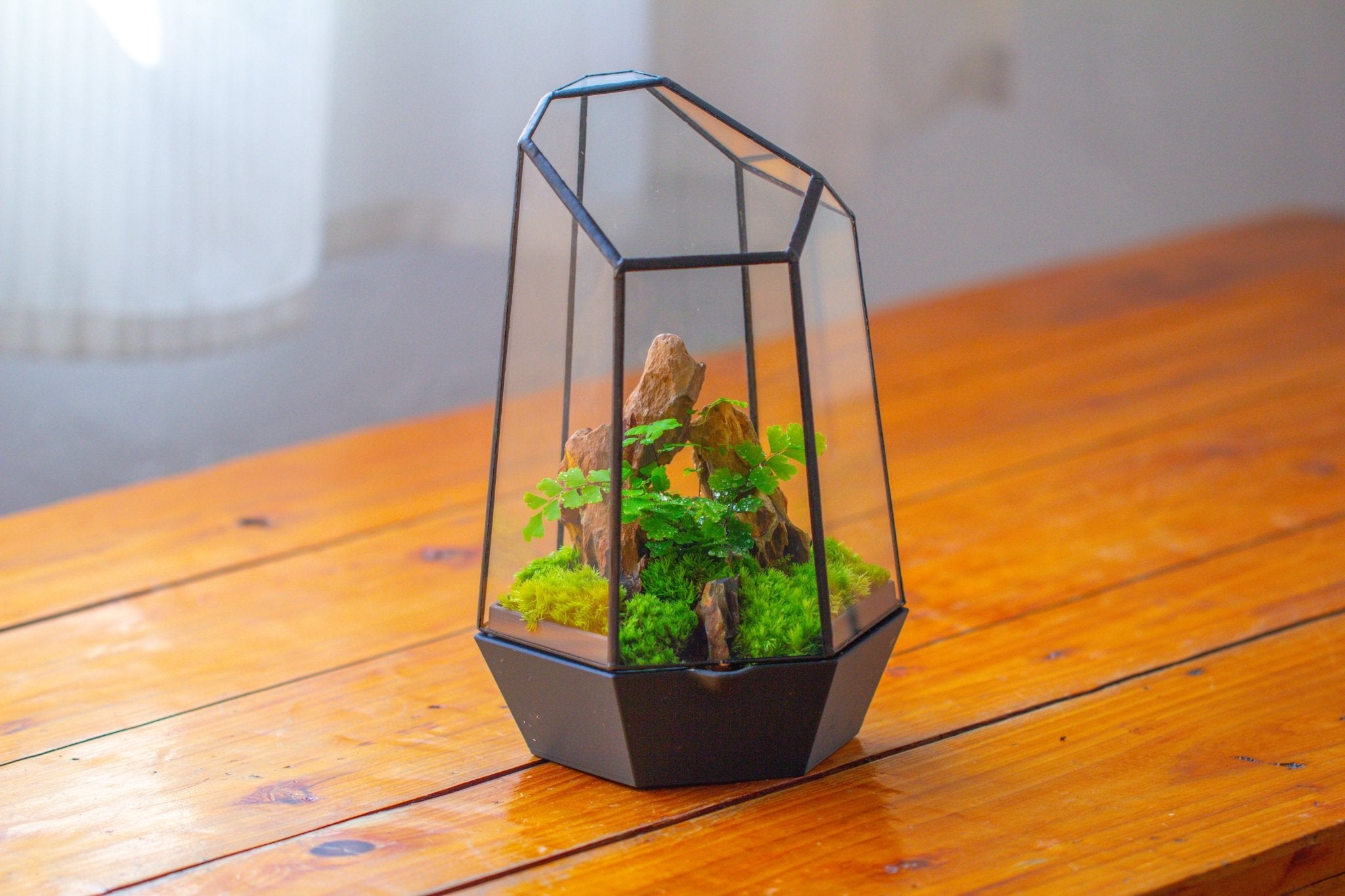 Self - Contained Close Terrarium with Waterproof Base, Geometric Glass Cover for Moss, Sundew and Venus Flytrap PG01J3 - NCYPgarden