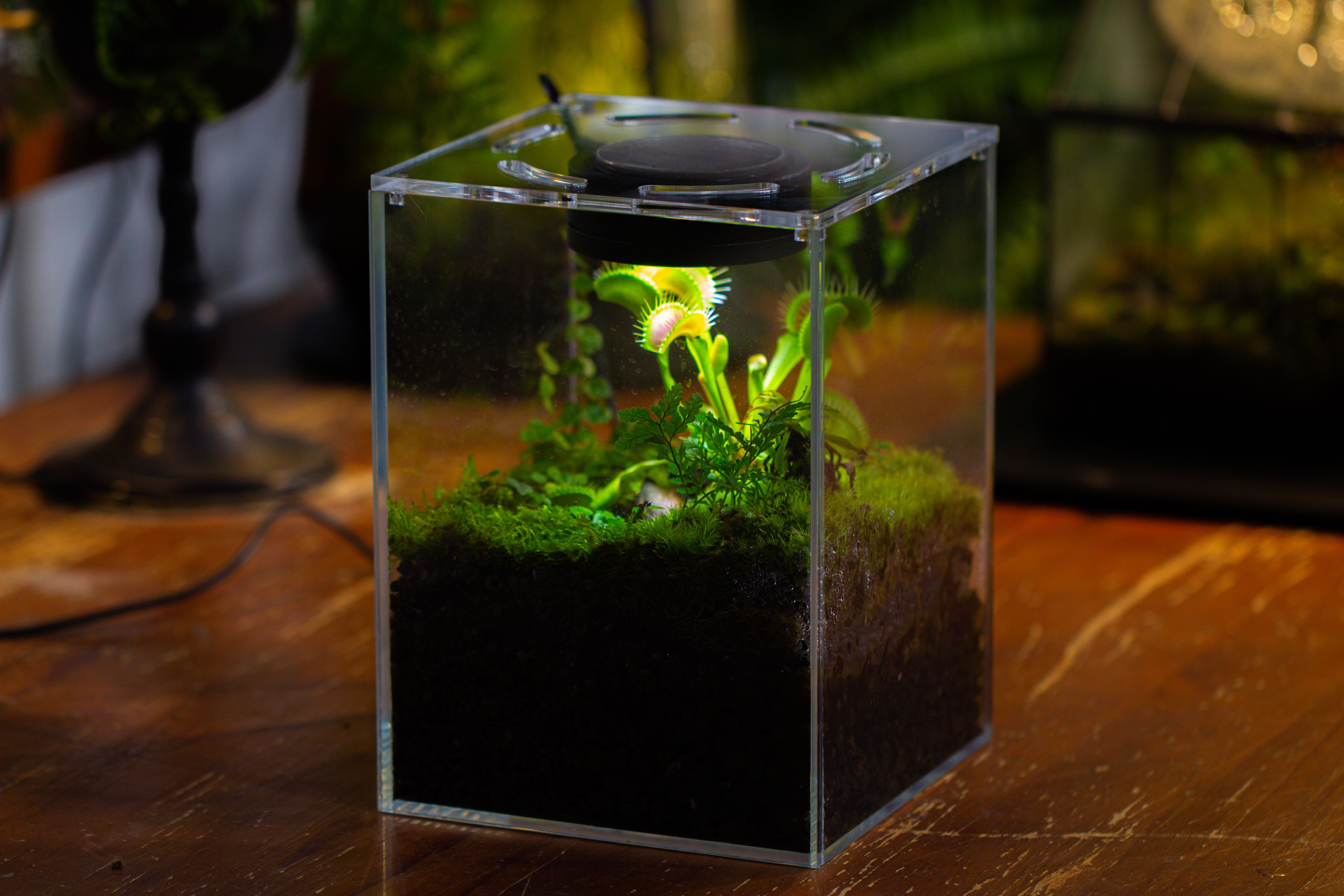 Watertight Glass Tank with LED Grow Light, Acrylic Lid, DIY Terrarium Kit- 25x25x30cm / 9.8x9.8x11.8'' - NCYPgarden