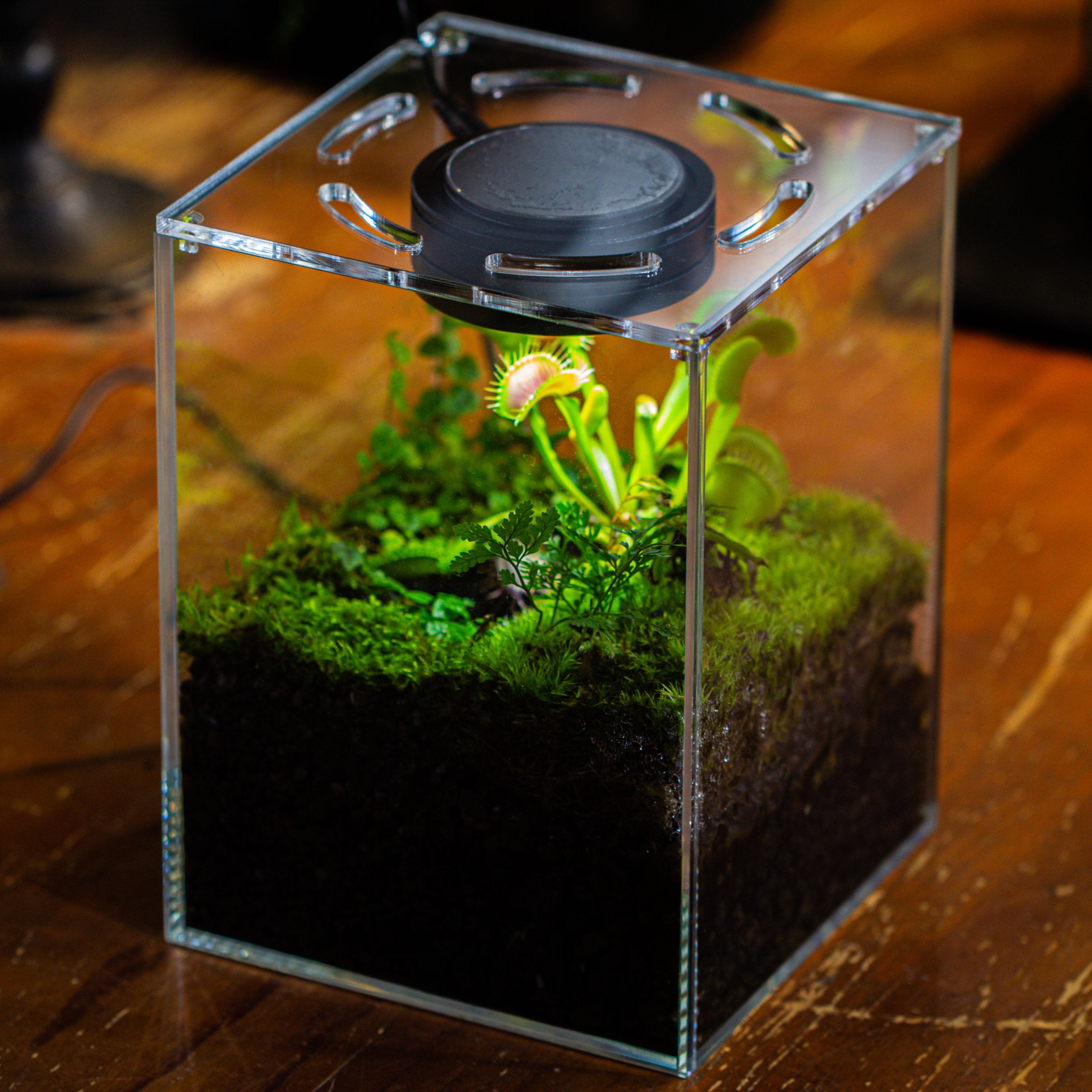 Glass Tank with lid Grow Light DIY set for Moss and Flytrap, Sundew - NCYPgarden